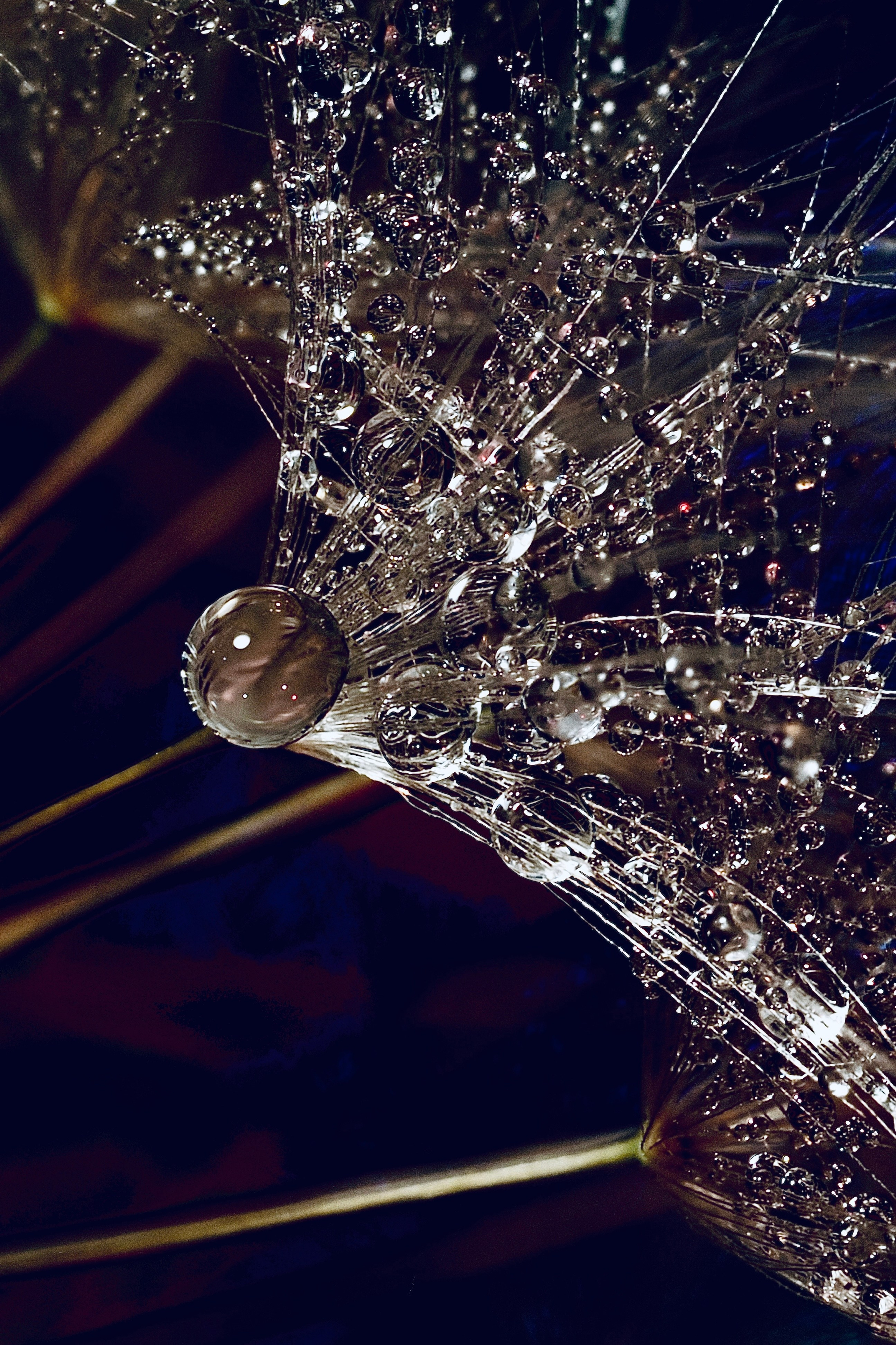 Bev bingham macro photographic artist