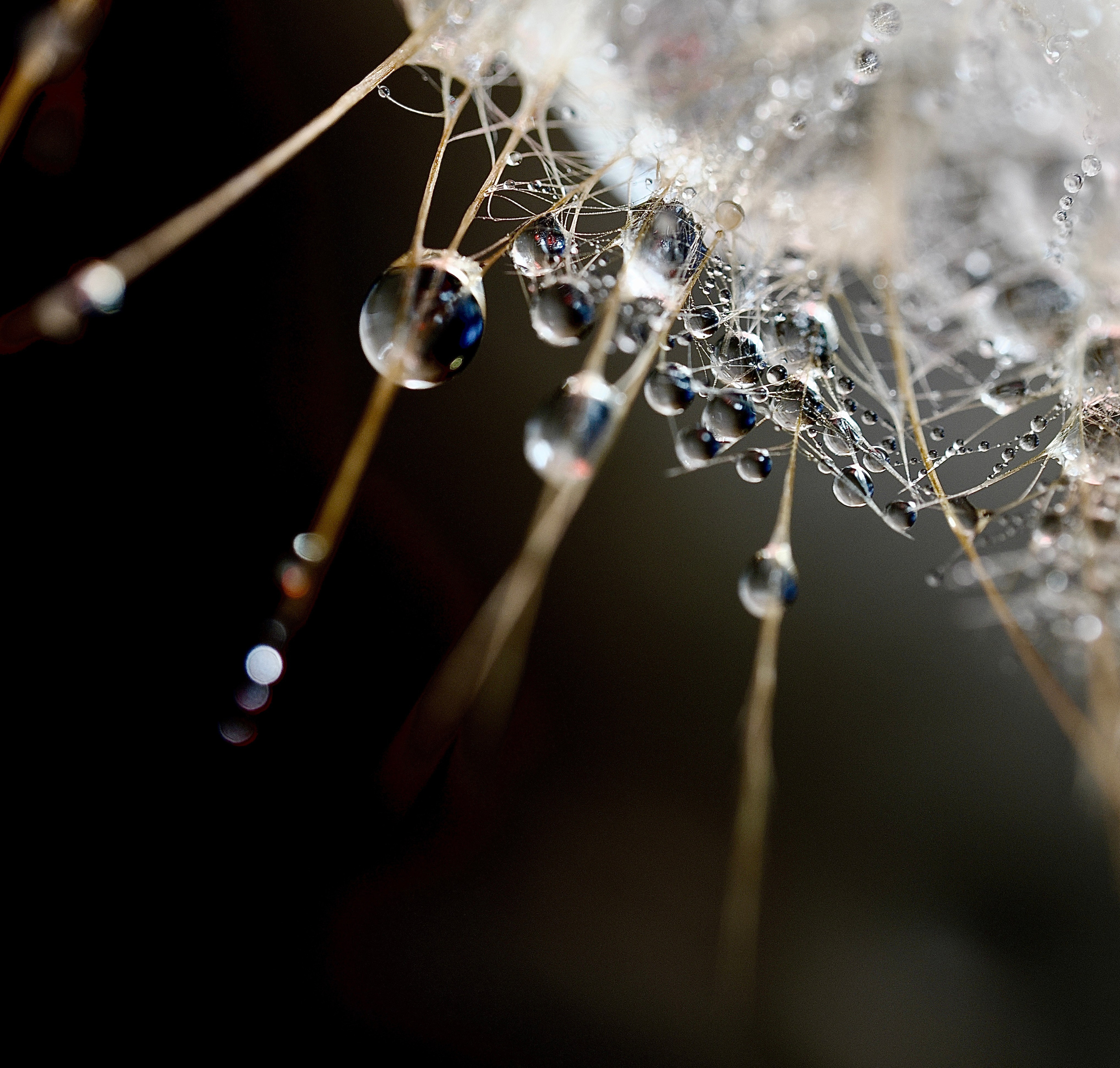 Bev bingham macro photographic artist