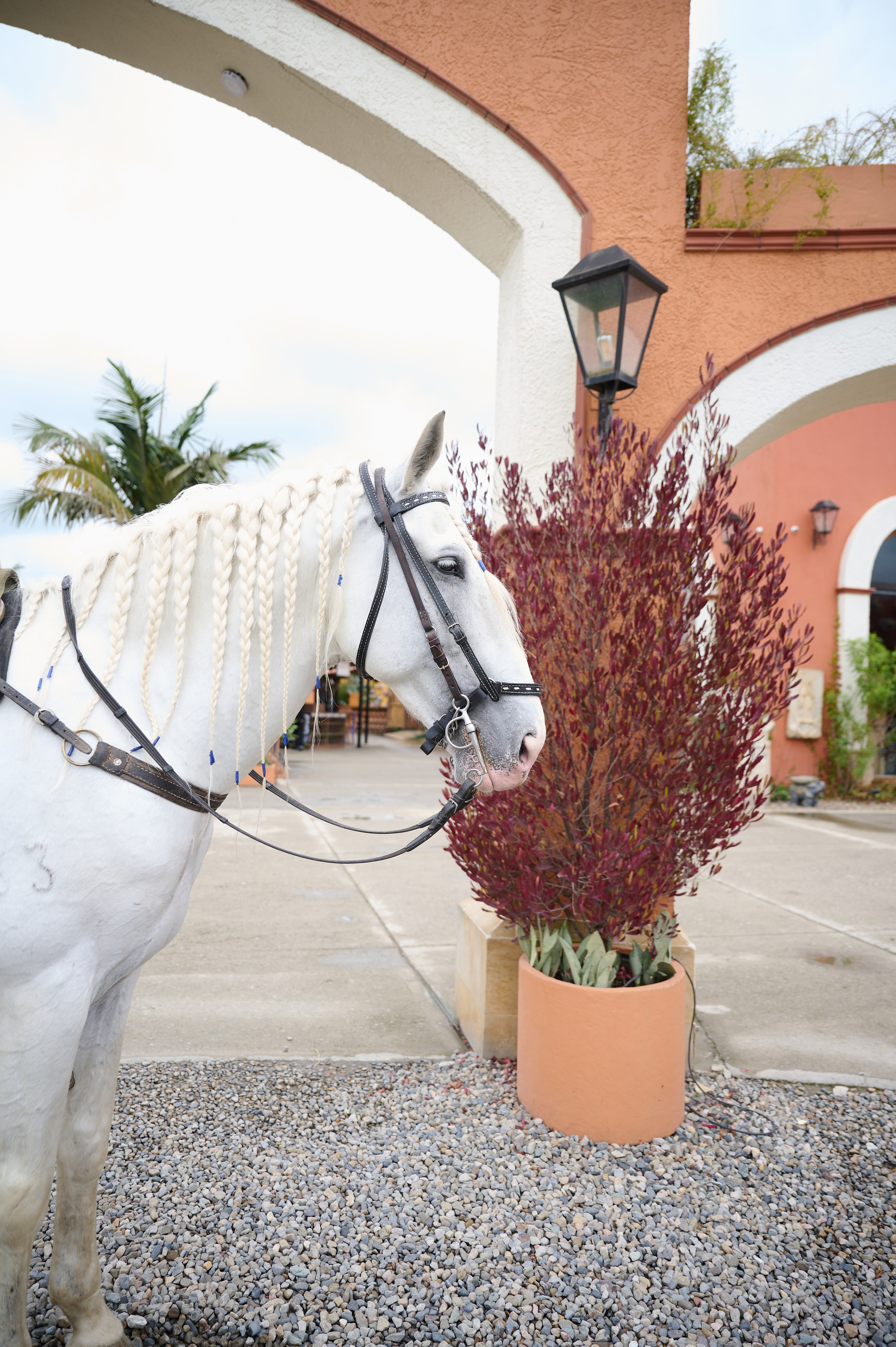Pure Elegance & Majesty: Maria Clara & The White Spanish Horse | ZZ Portraits by Hendrick