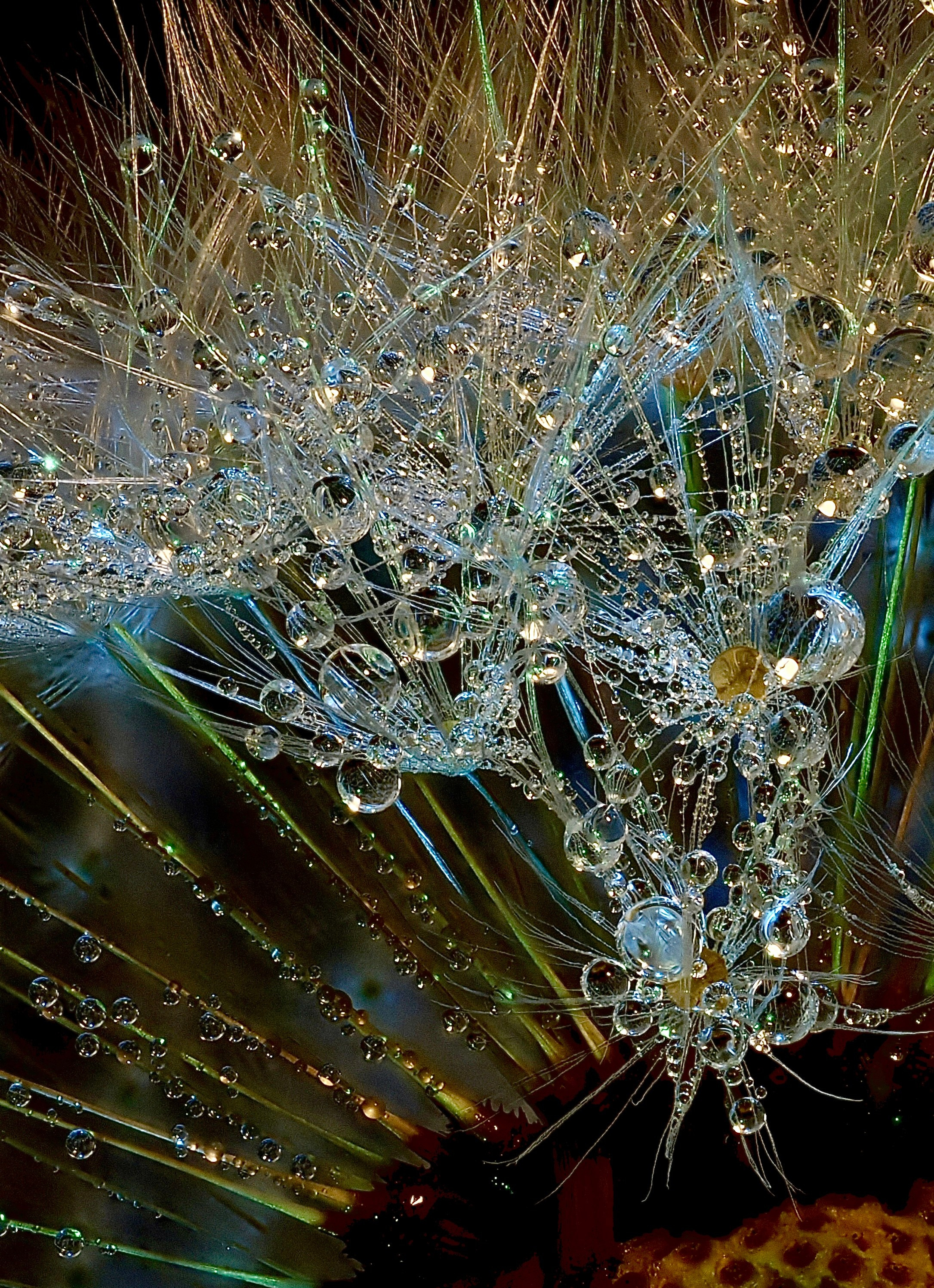 Bev bingham macro photographic artist