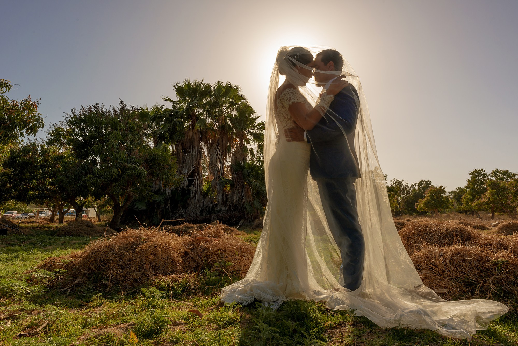 Bride and groom backlit portrait at sunset by a mango Orchard in Los Cabos