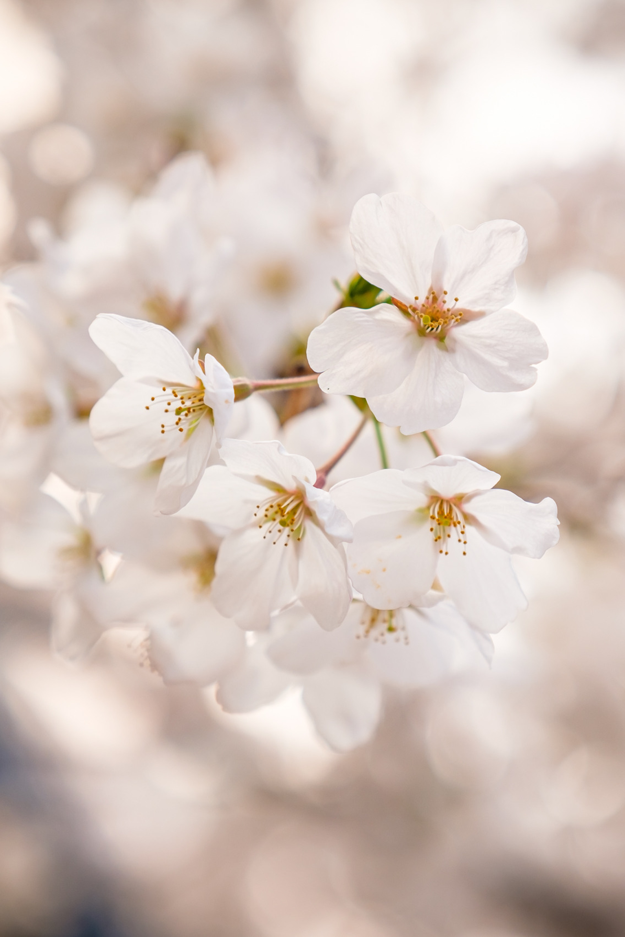 Blog. Photographer in Seoul Dobrokvashina Natalya