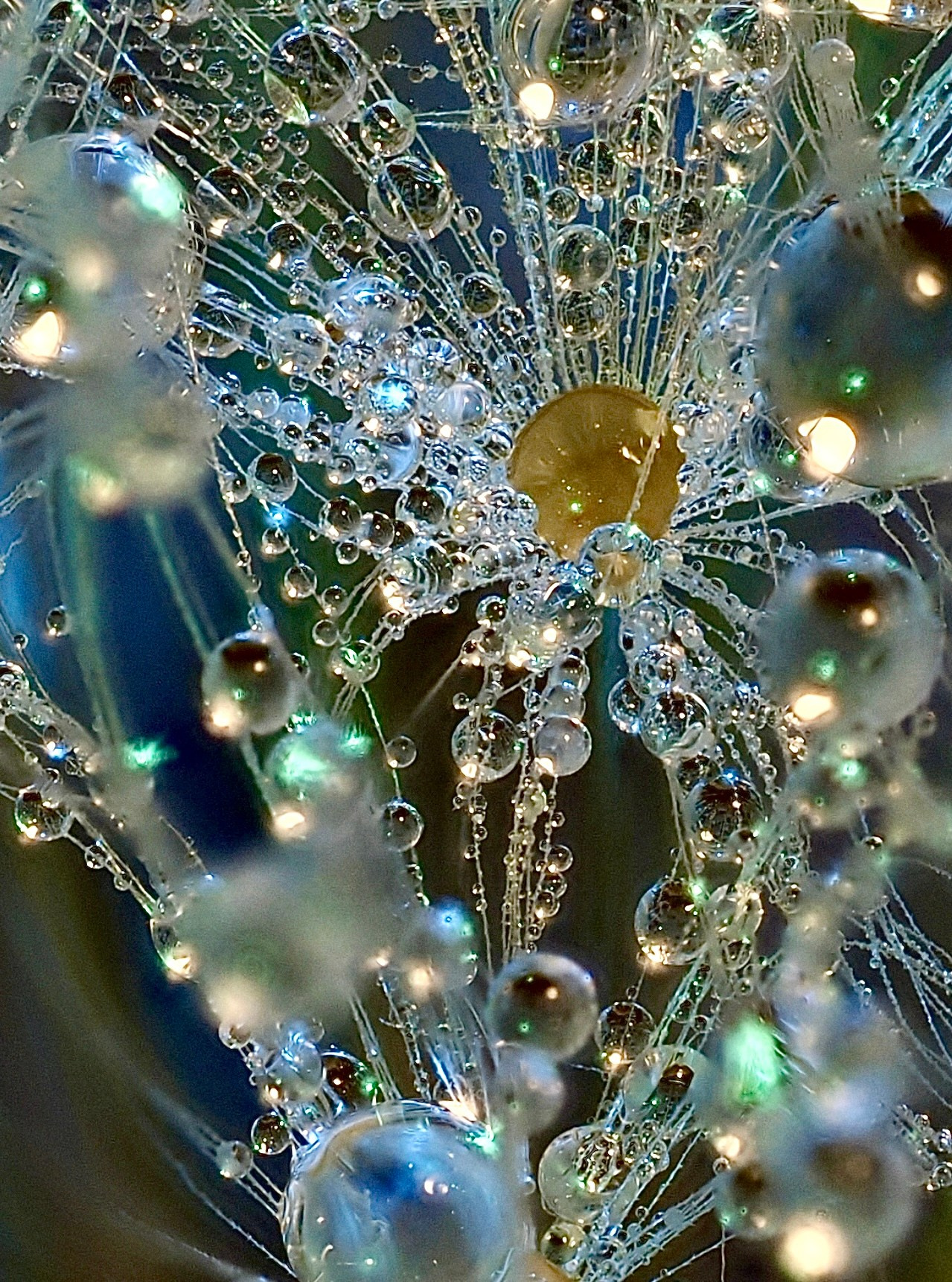 Bev bingham macro photographic artist