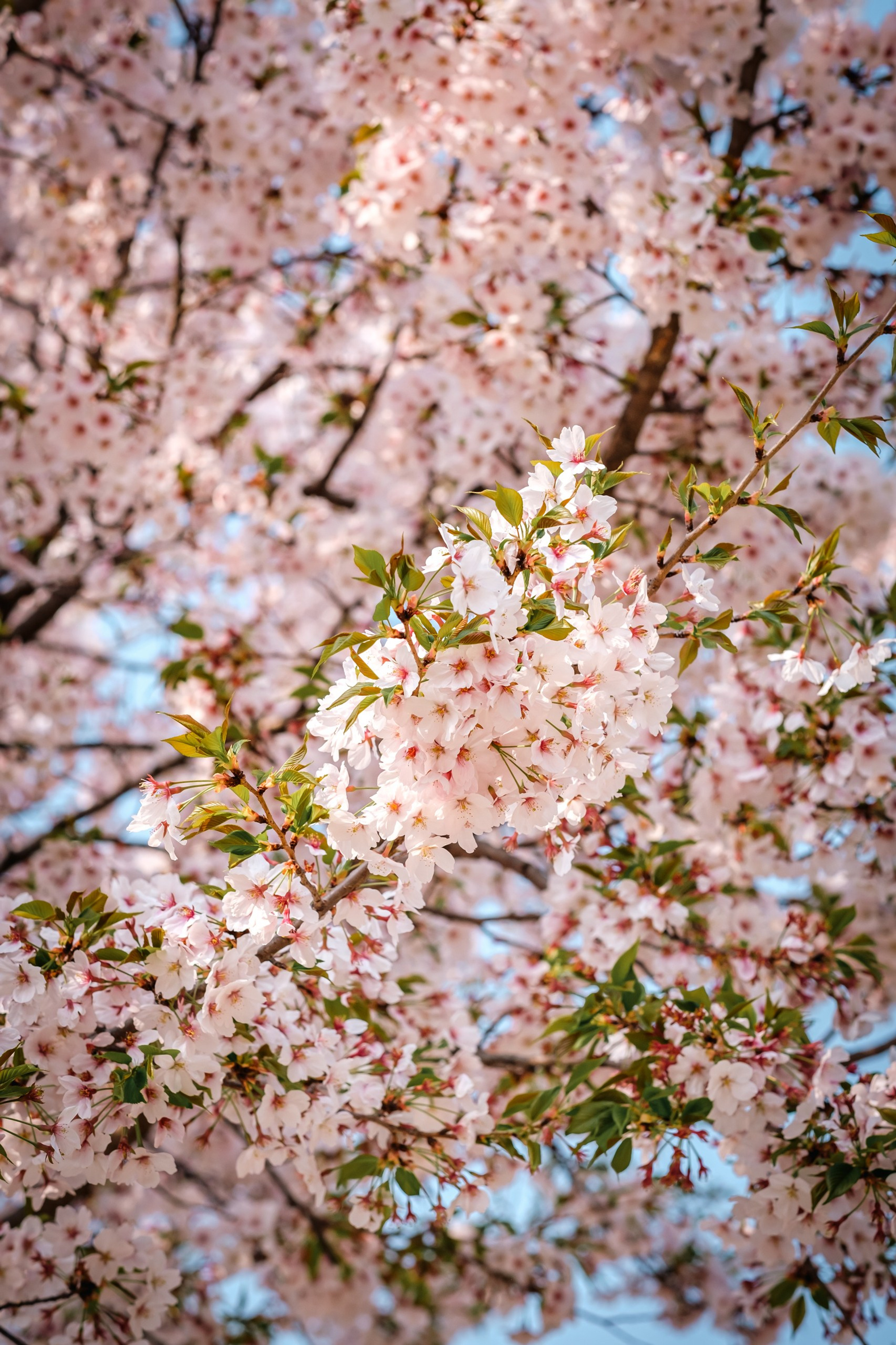 Blog. Photographer in Seoul Dobrokvashina Natalya
