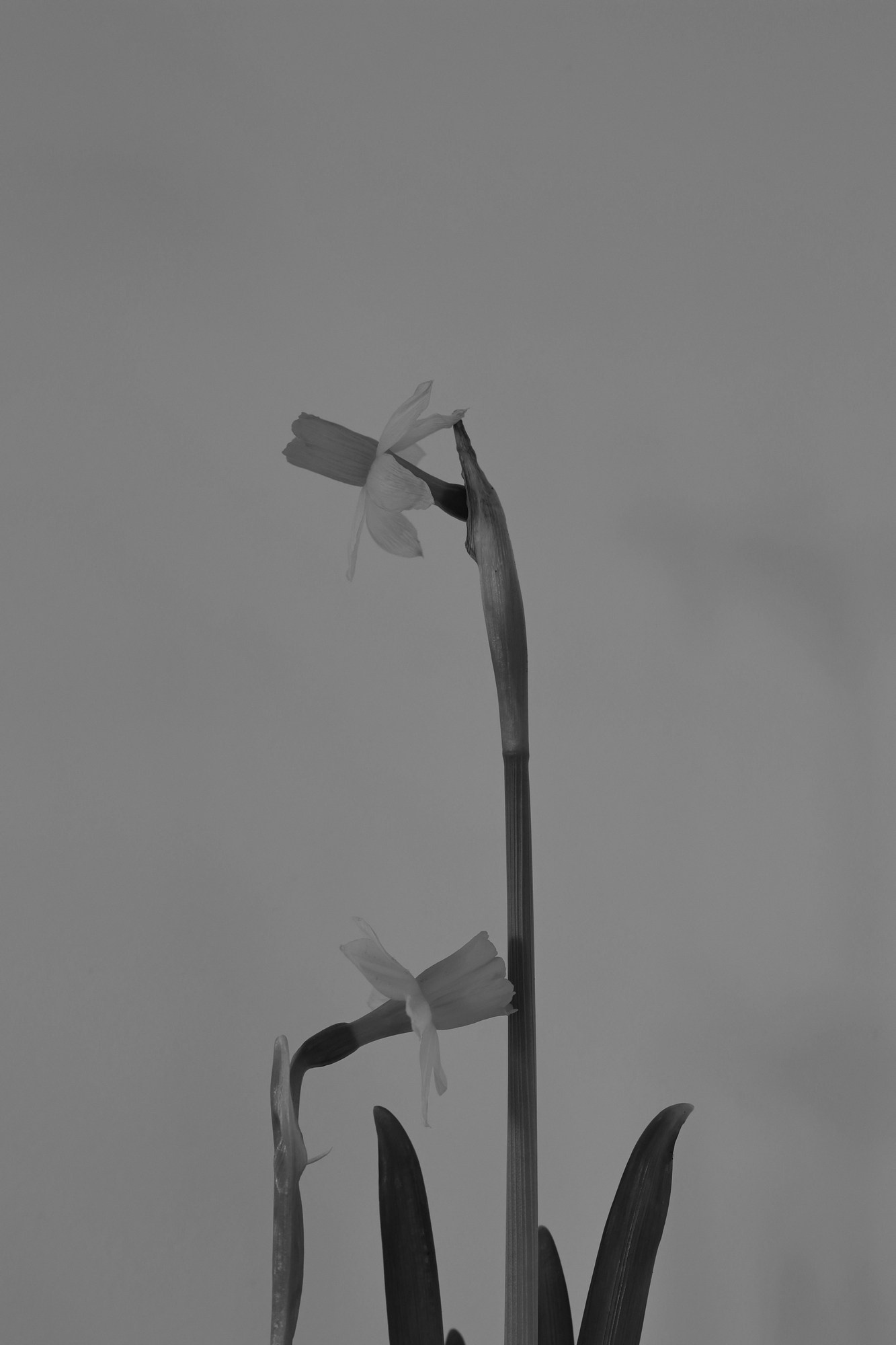 Siguen caminando dentro de mi corazón. Alicia: fotografía artística y escritura creativa en Asturias