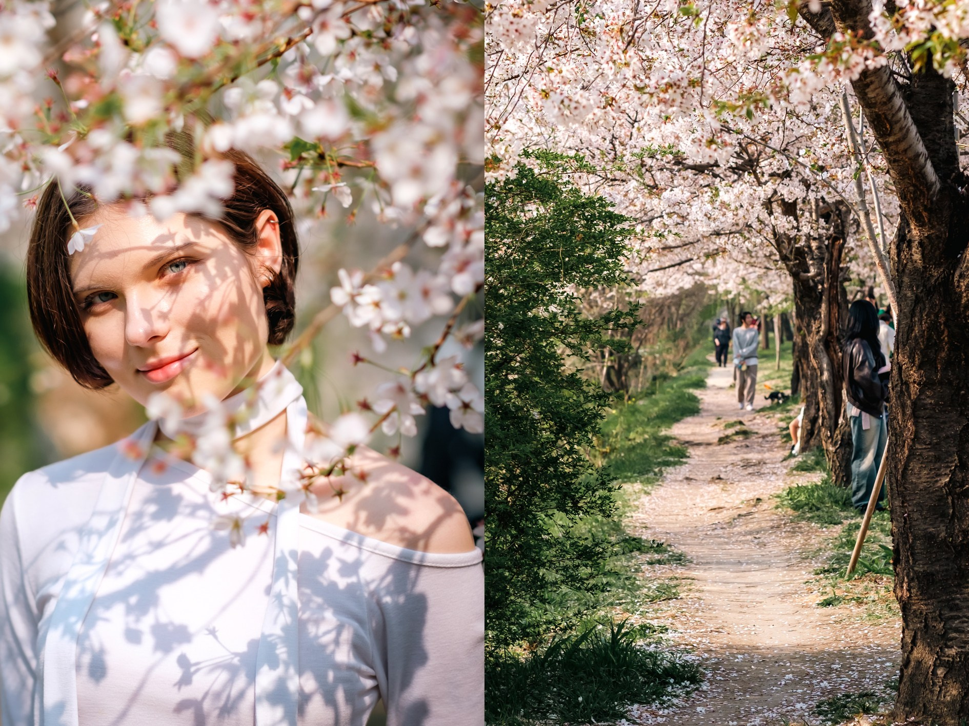 Blooming in Seoul. Photographer in Seoul Dobrokvashina Natalya