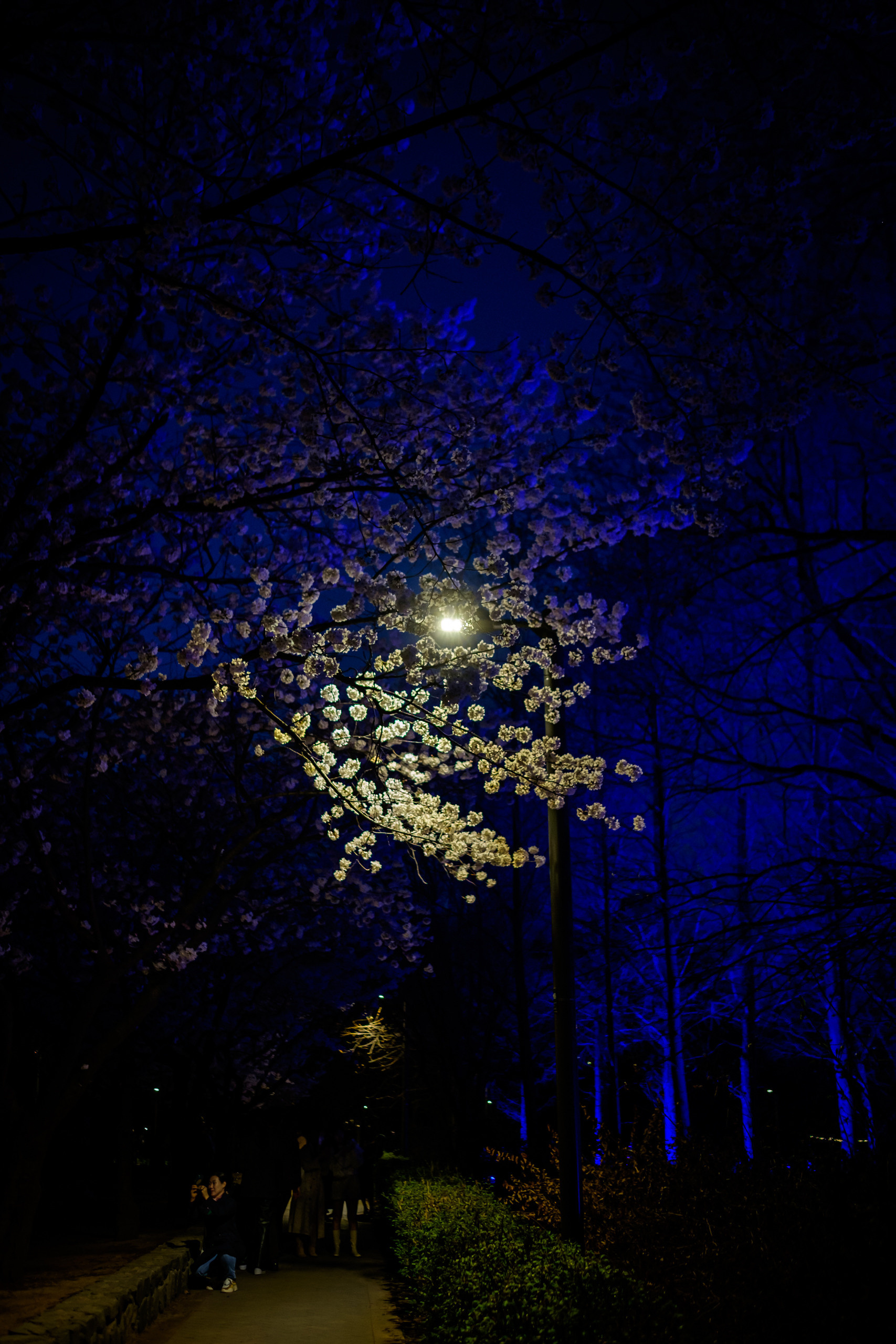 The charm of night streets and skyscrapers. Photographer in Seoul Dobrokvashina Natalya