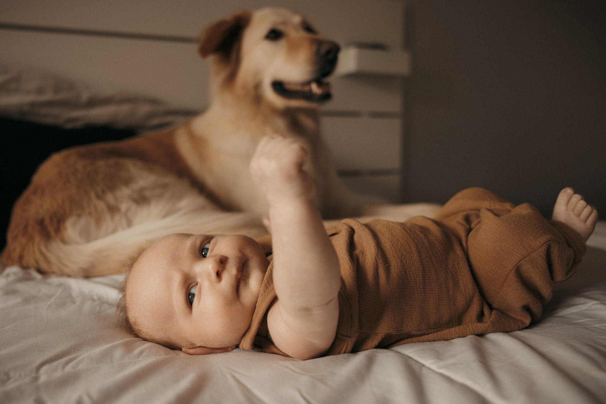 Newborn baby lying beside the family dog during an at-home session in Montreal