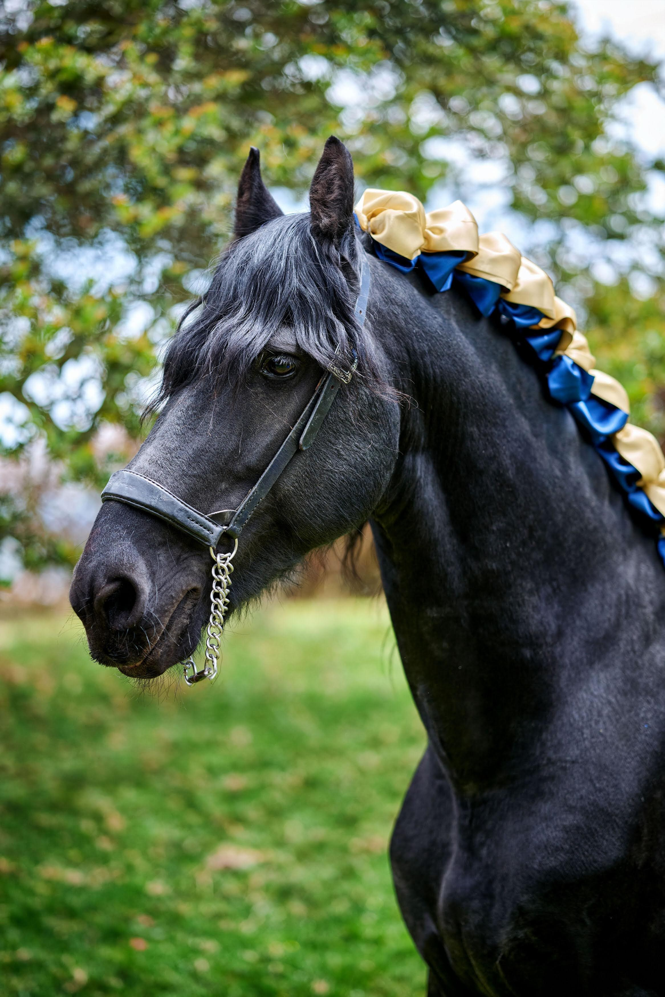 Fotos con caballos para Quiceaños. Wedding Photography & Videography by ZZ Hendrick | Capturing Your Love Story in Colombia & USA