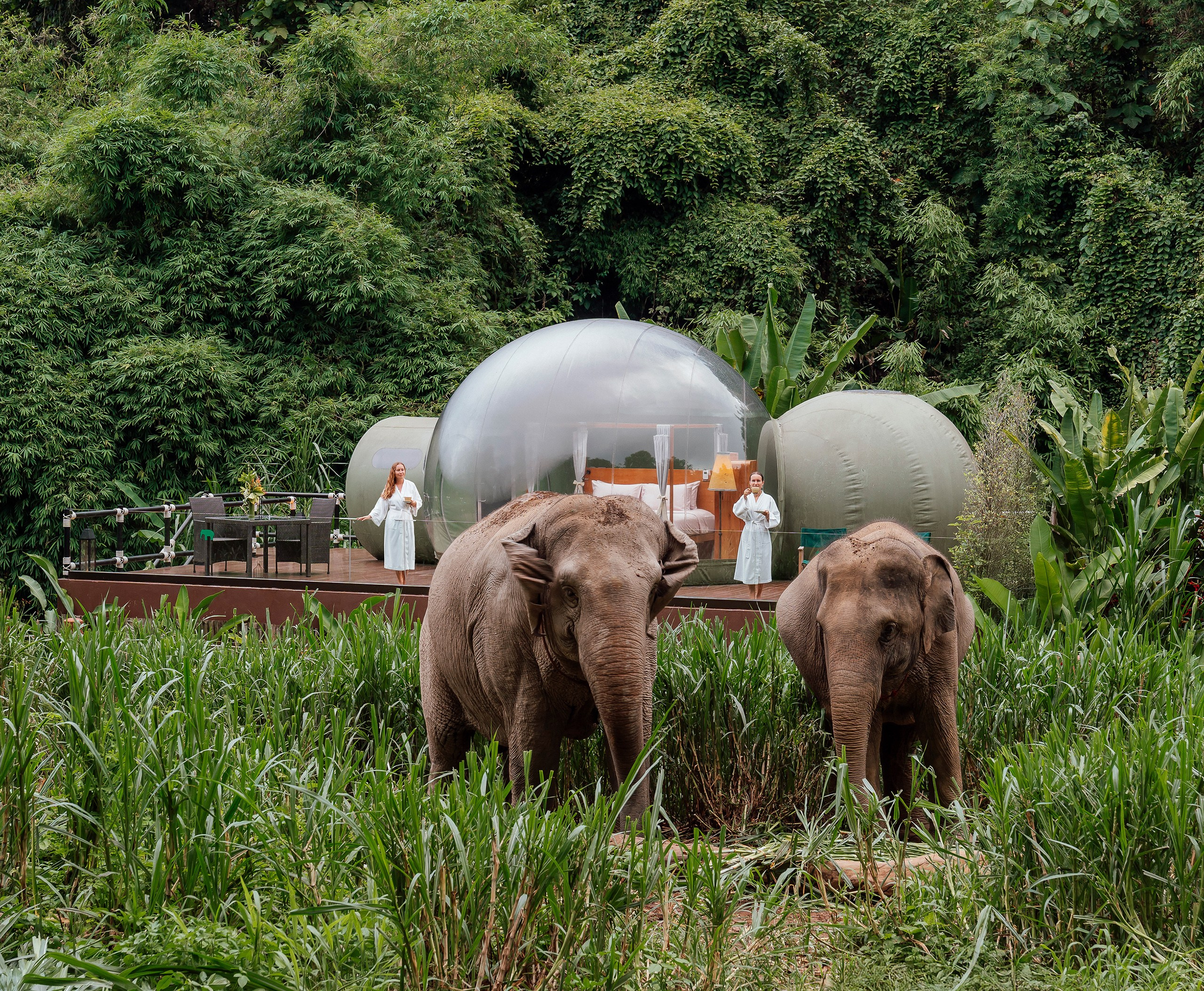 Luxury travel photography of a jungle bubble accommodation at Anantara Golden Triangle with elephants nearby