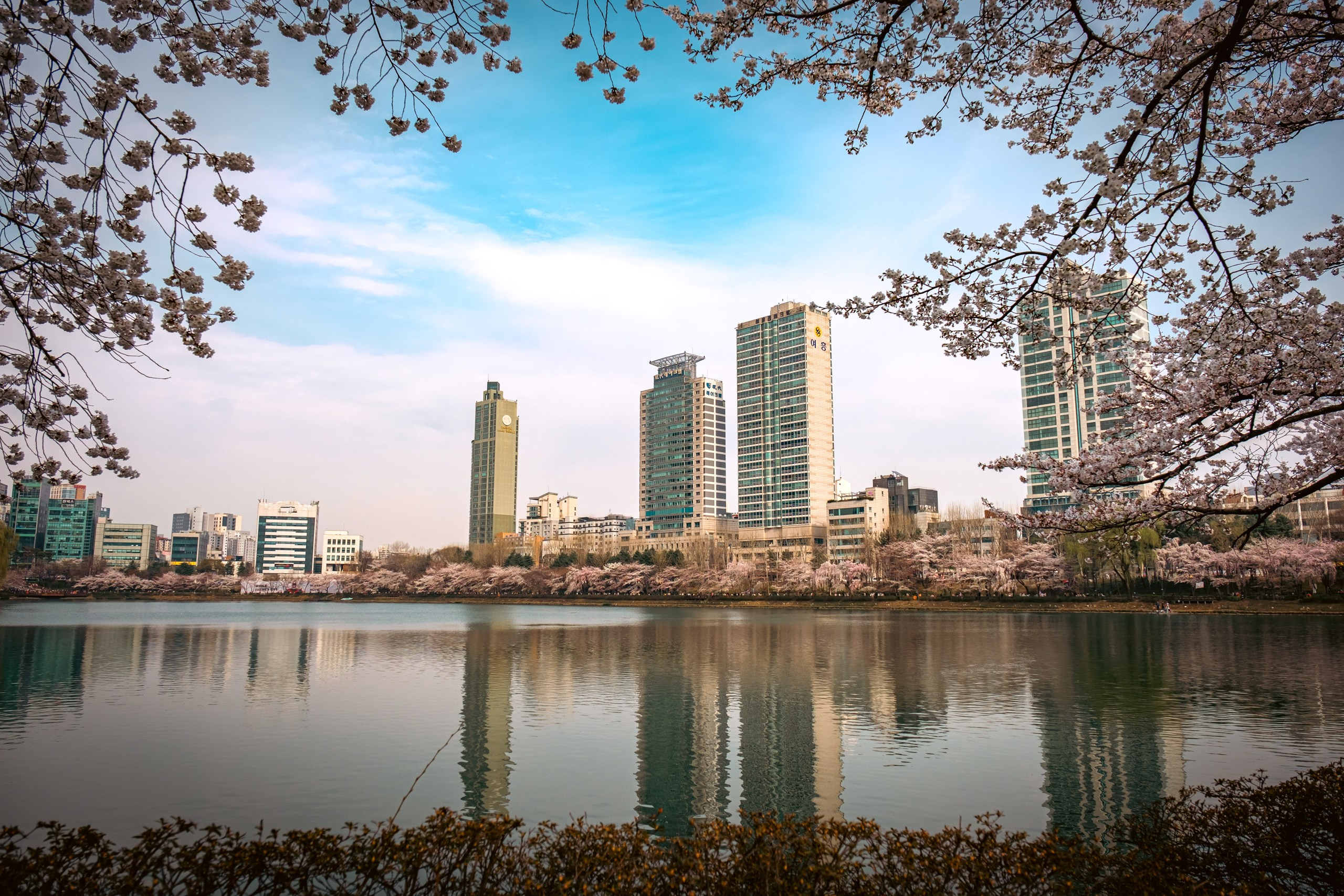 Seoul: cherry blossom. Фотограф в Сеуле, Южная Корея Наталья Доброквашина