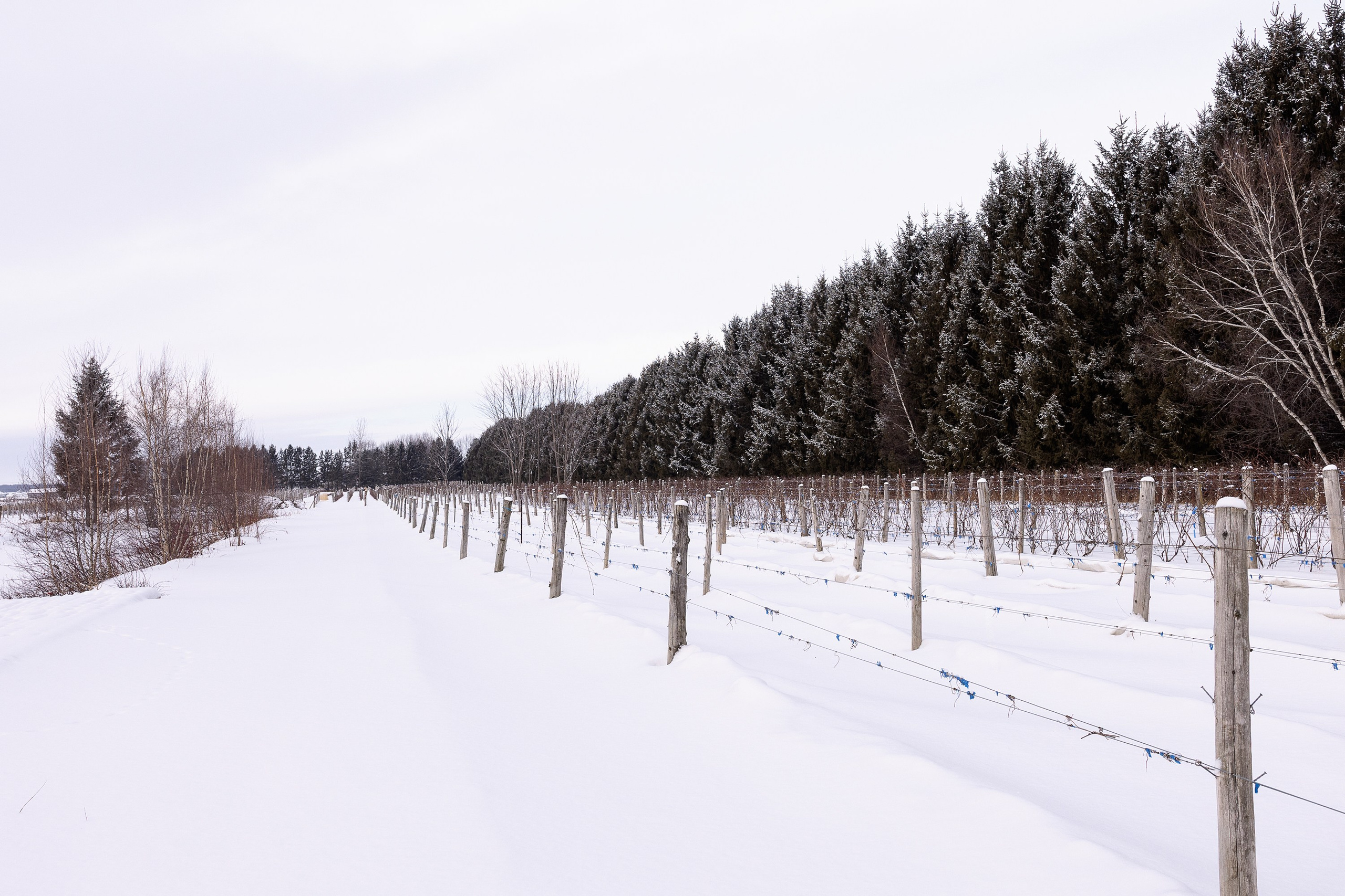 Vignoble et Domaine Beauchemin / Edition January 2025. Je suis photographe portraitiste et je réalise des portraits à toutes les étapes de votre vie! Bienvenue dans mon studio à Westmount, Qc