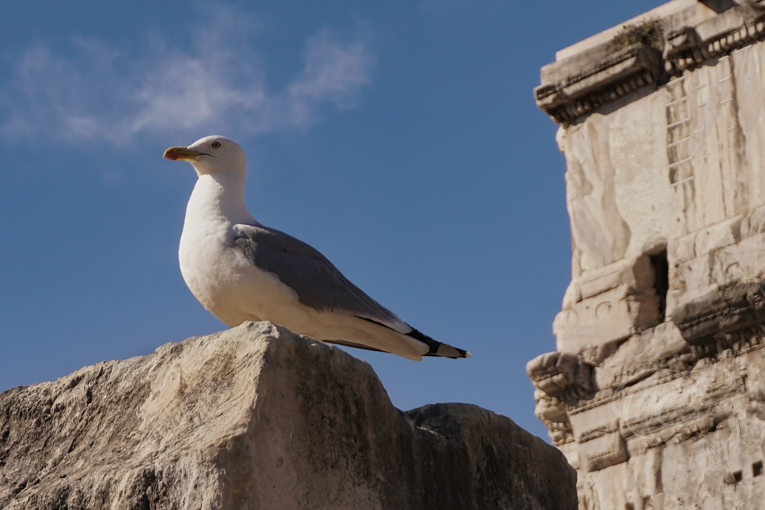 ITALY TRAVEL PHOTOGRAPHY – ITALY – ROME — Roman Forum Seagull — Seagull positioned among the archaeological remains of the Roman Forum, surrounded by ancient Roman ruins and historic monuments, Rome, Italy — Eduardo Bartoli Photography.**
