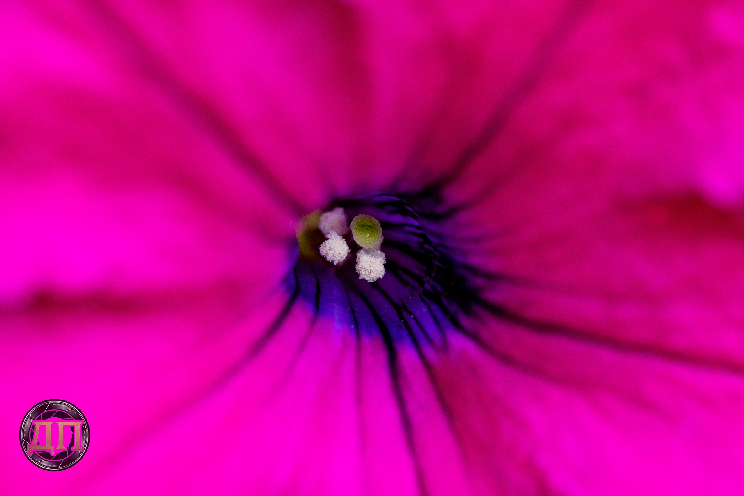 DP Photography