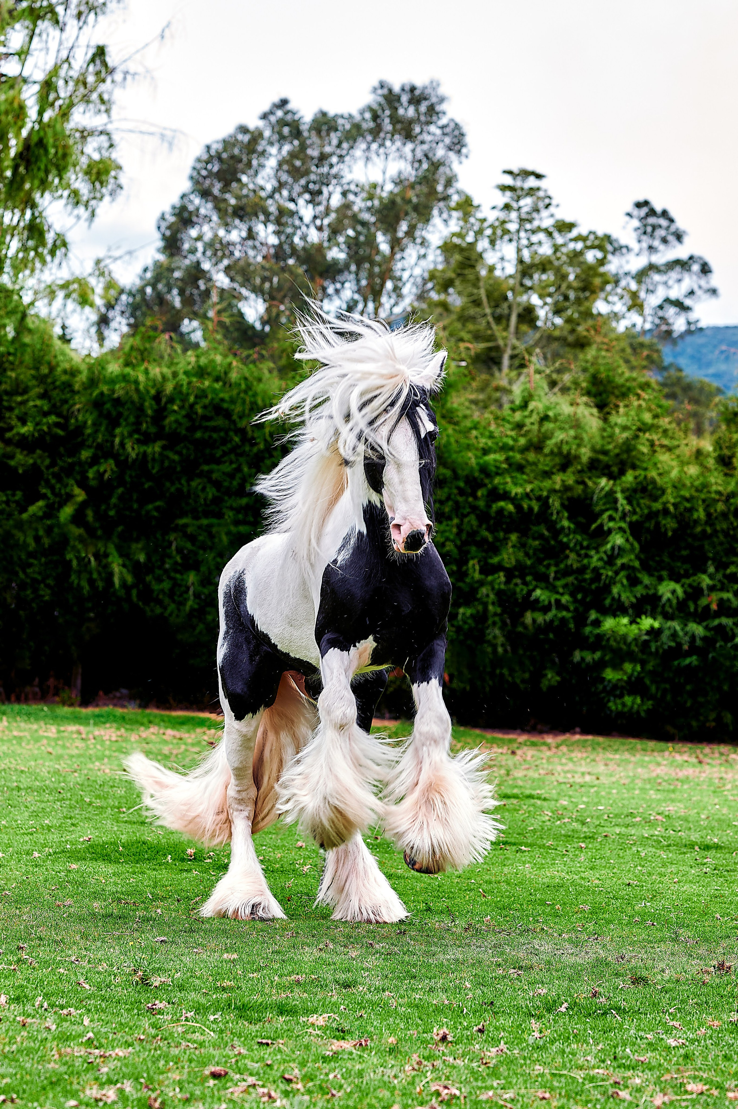 Fotos con caballos para Quiceaños. Wedding Photography & Videography by ZZ Hendrick | Capturing Your Love Story in Colombia & USA