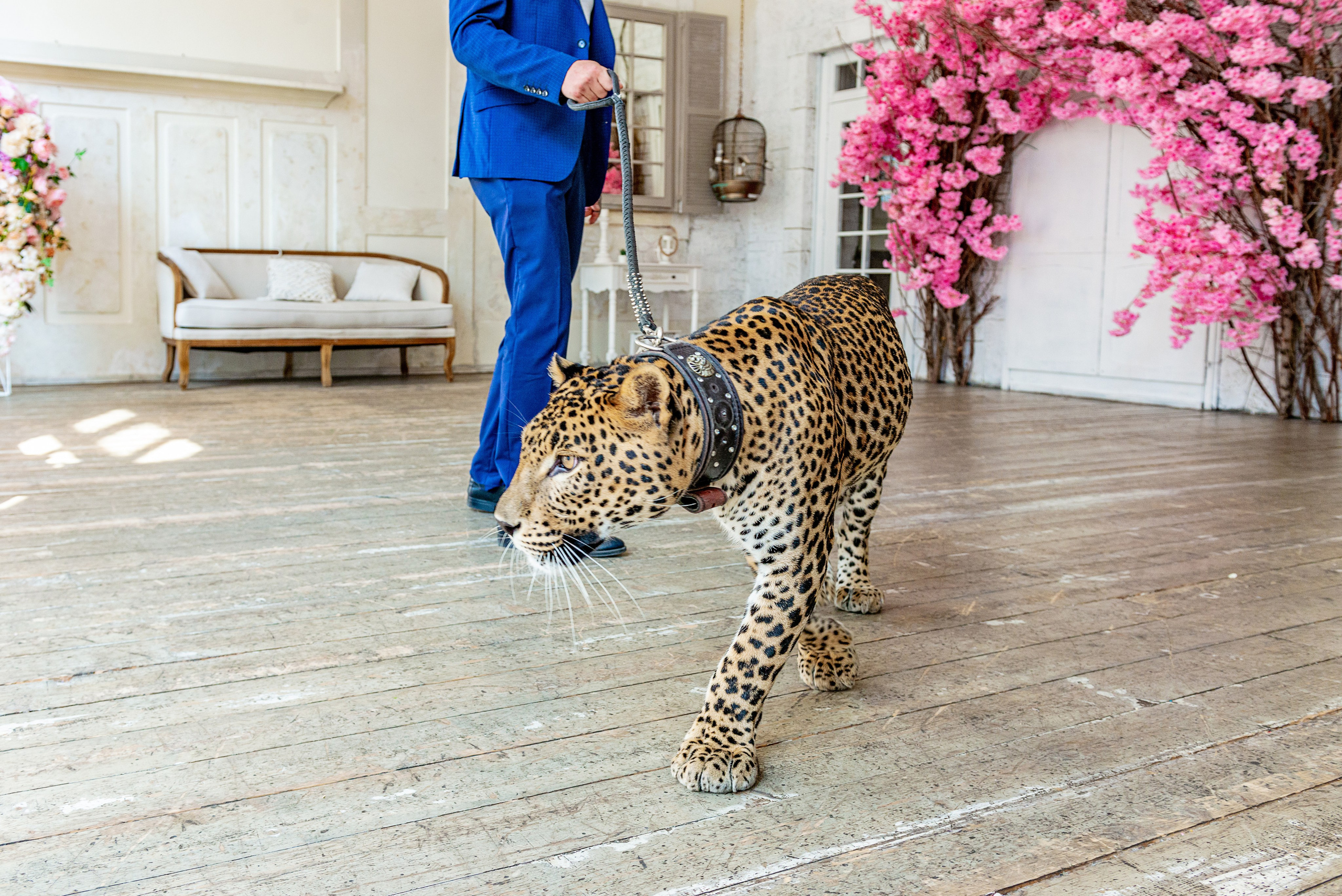 Photosession in the studio with a leopard. PHOTOGRAPHER QUINTANA ROO