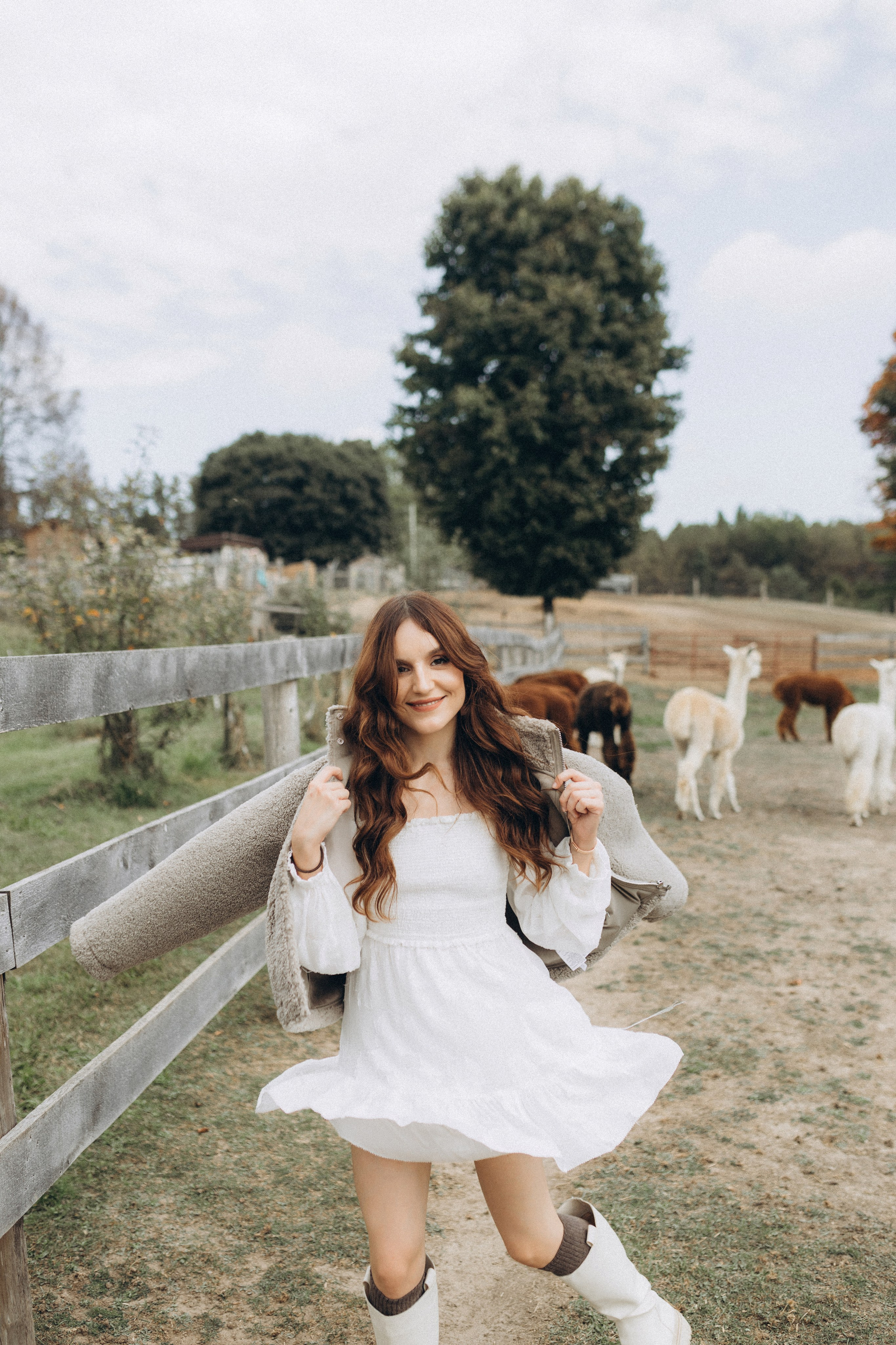 Alpacas Farm. Chernenko.photography