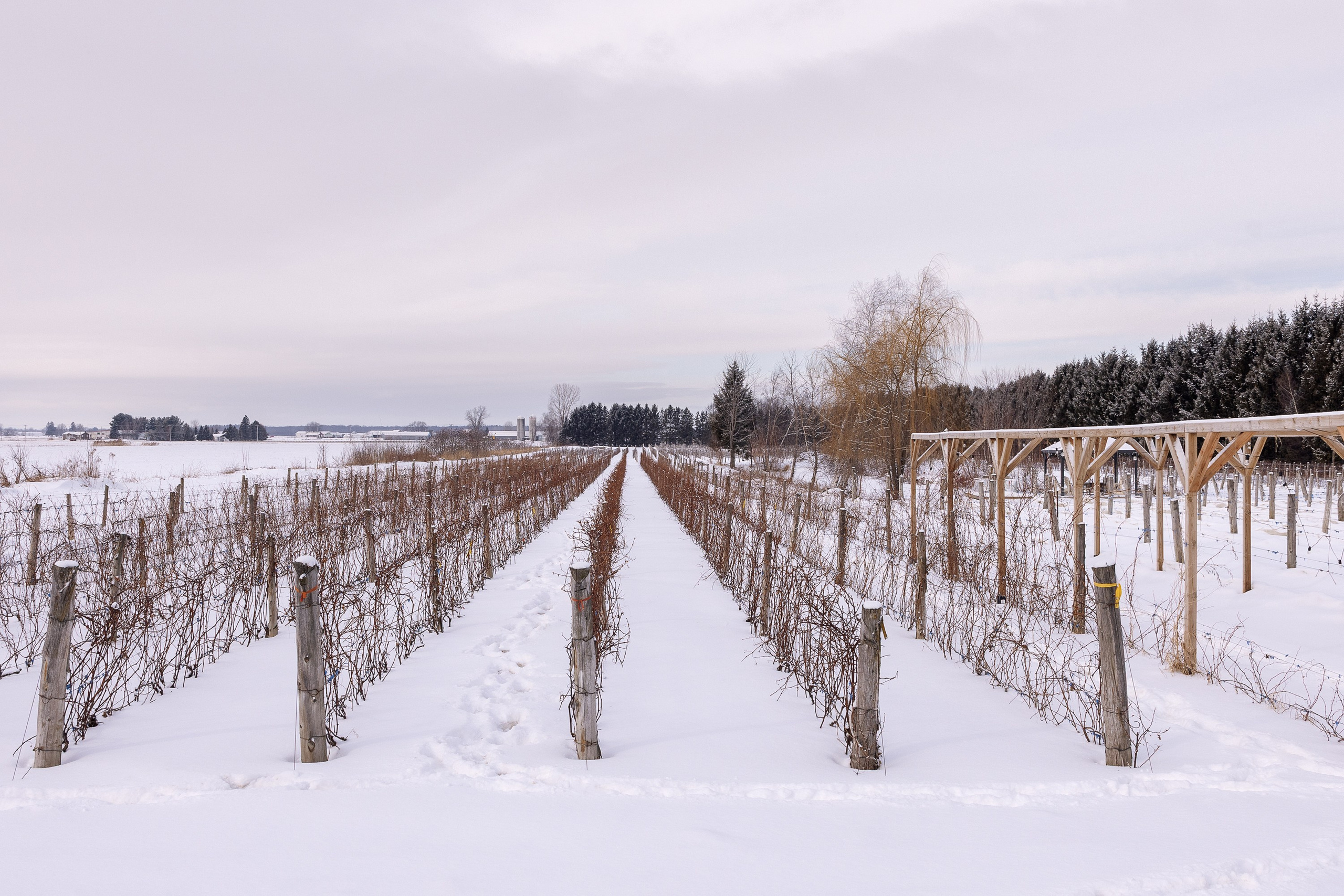 Vignoble et Domaine Beauchemin / Edition January 2025. Je suis photographe portraitiste et je réalise des portraits à toutes les étapes de votre vie! Bienvenue dans mon studio à Westmount, Qc