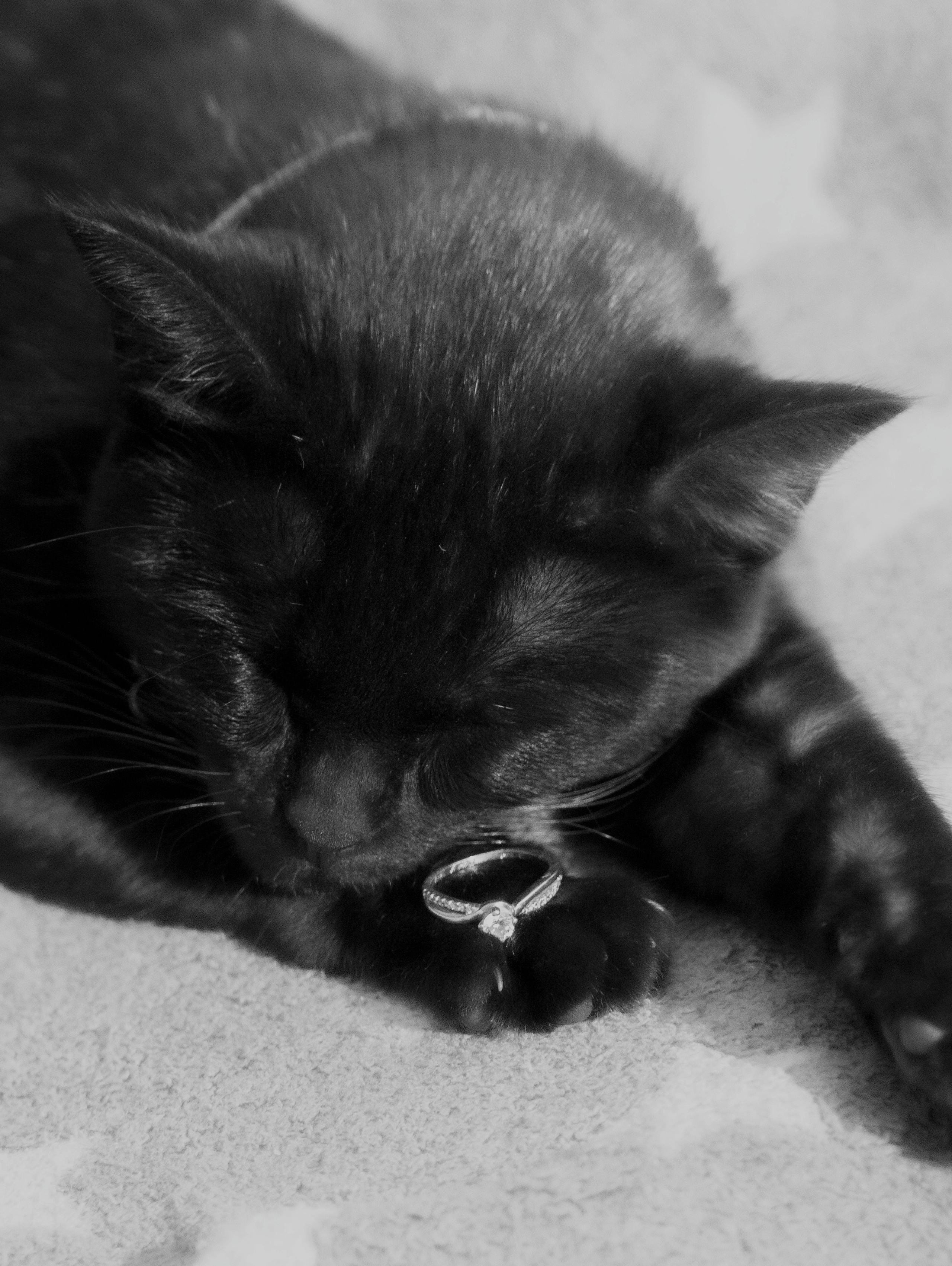 Tu mejor amigo. Zelafotografia