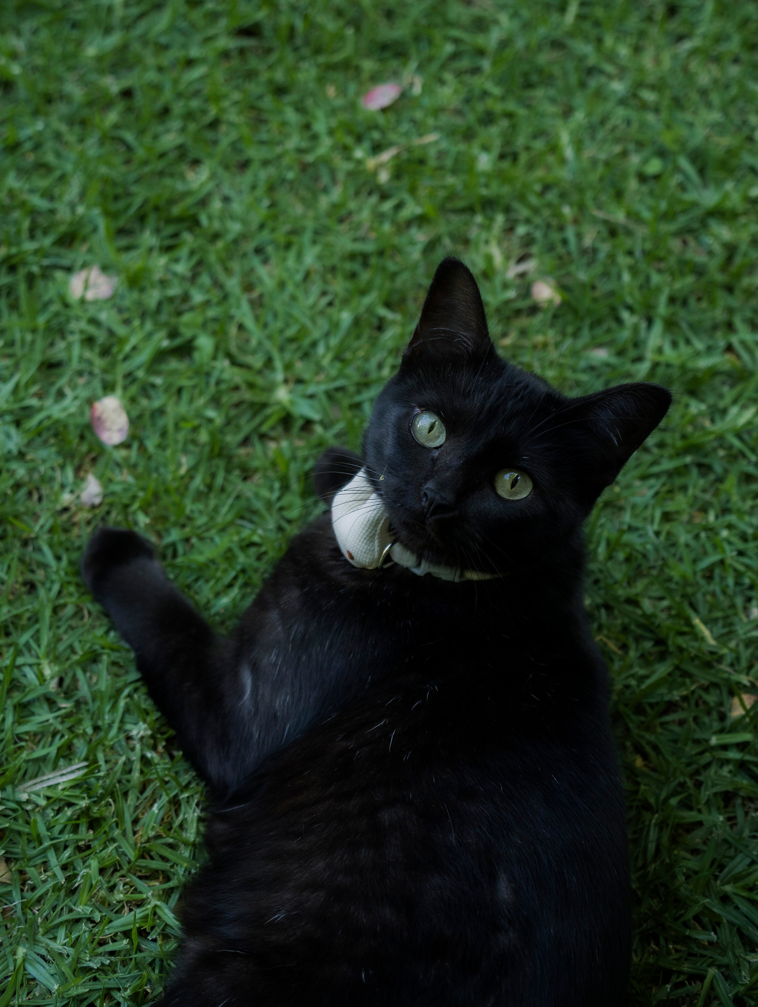 Tu mejor amigo. Zelafotografia