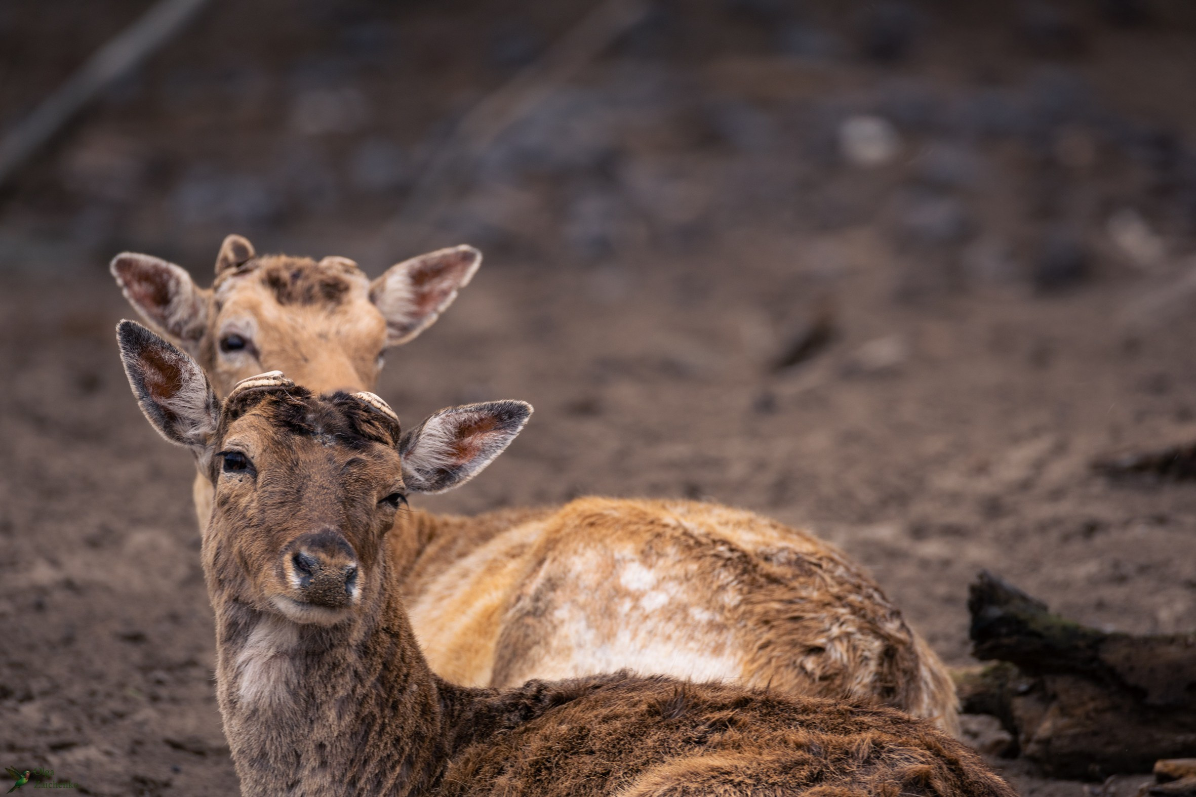Sika deer Ciervo sica Cervus nippon