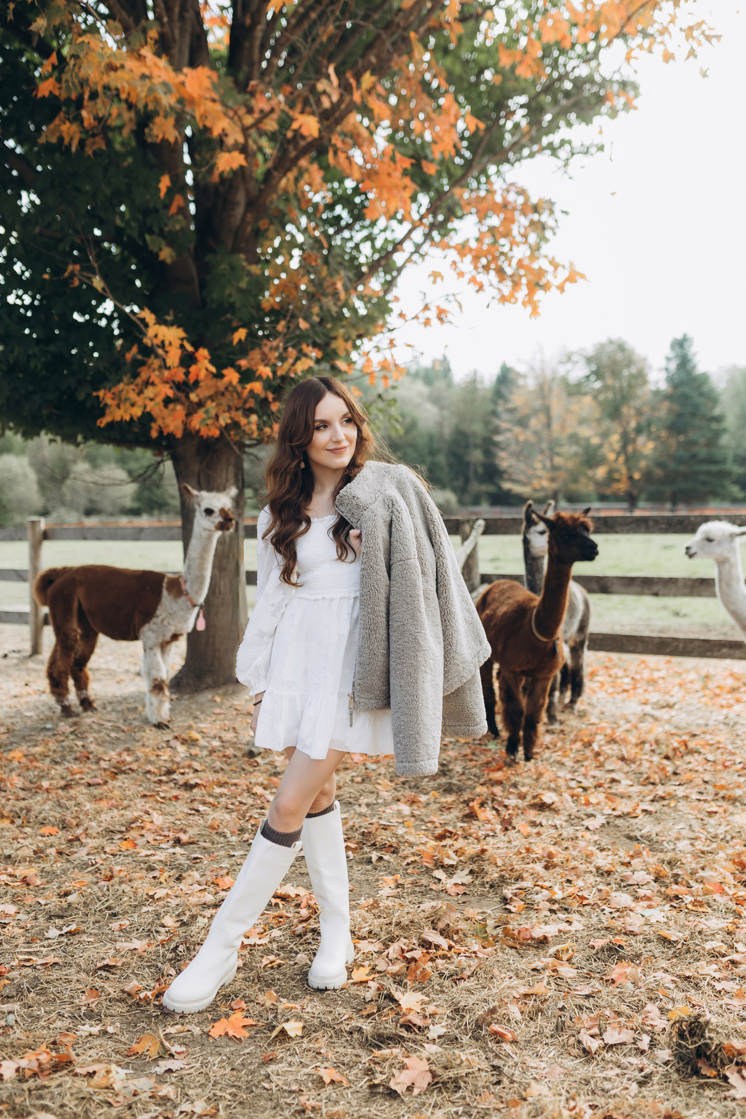 Alpacas Farm. Chernenko.photography