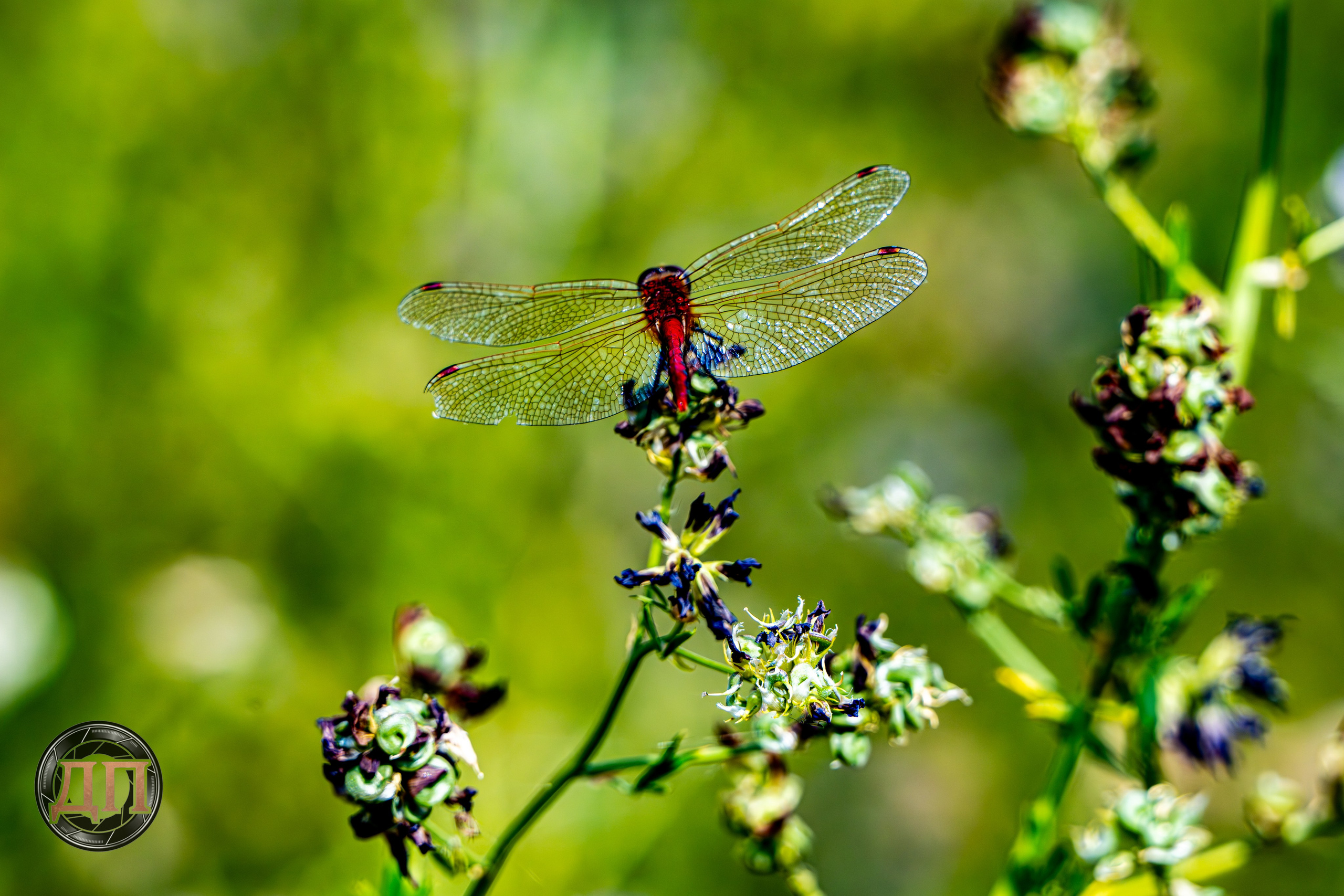 DP Photography