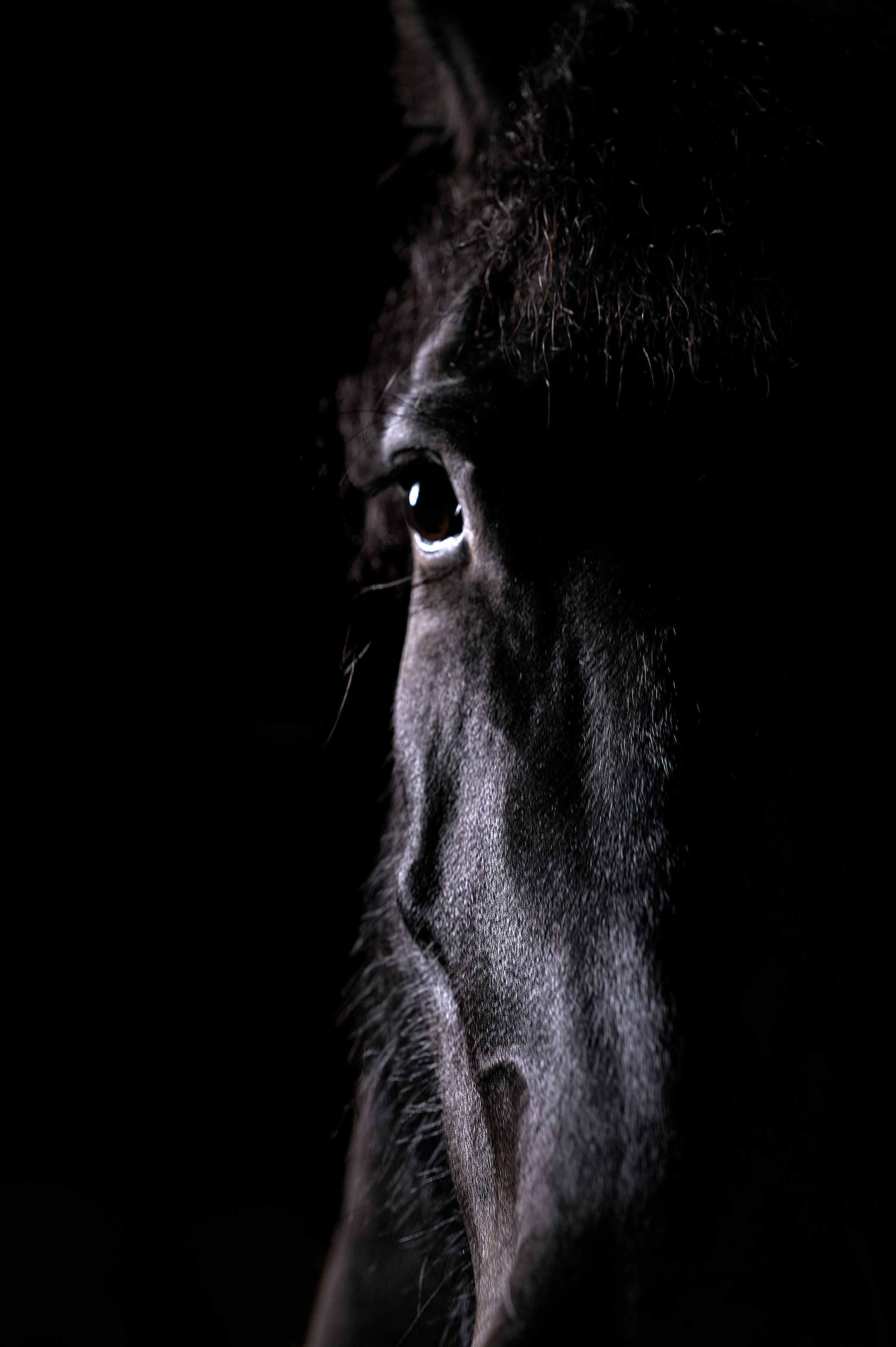 Fotos con caballos para Quiceaños. Wedding Photography & Videography by ZZ Hendrick | Capturing Your Love Story in Colombia & USA