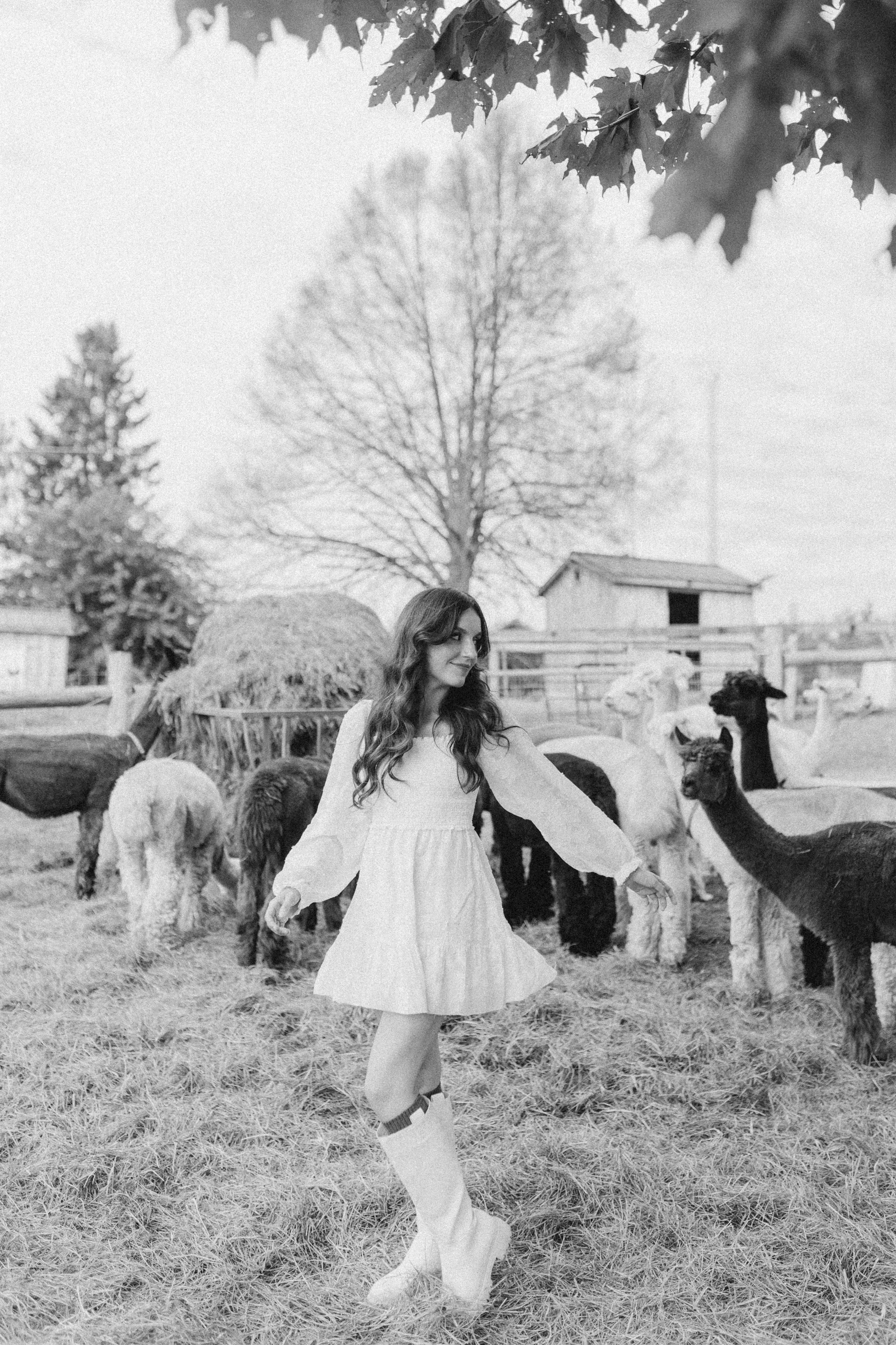 Alpacas Farm. Chernenko.photography