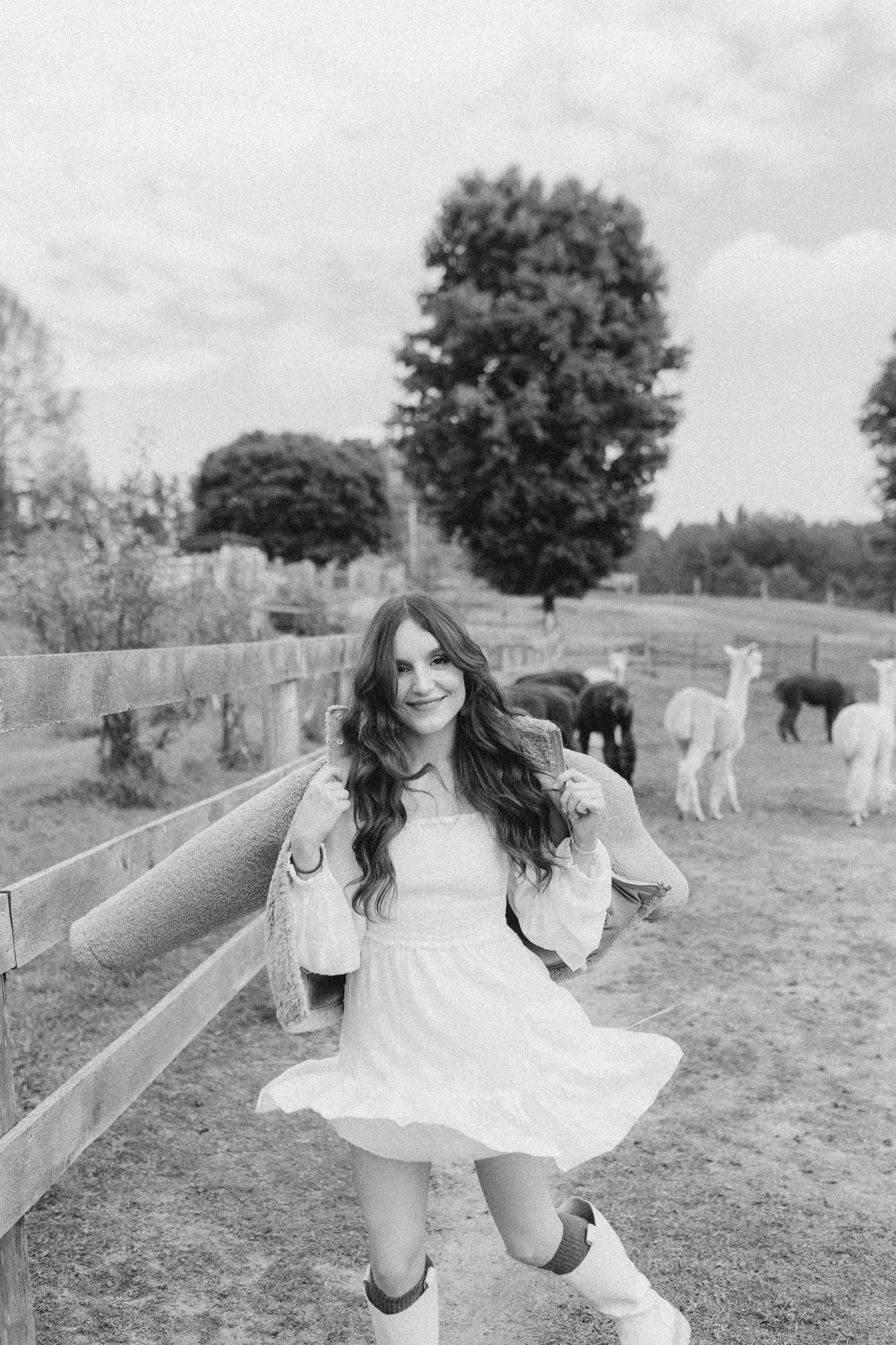 Alpacas Farm. Chernenko.photography