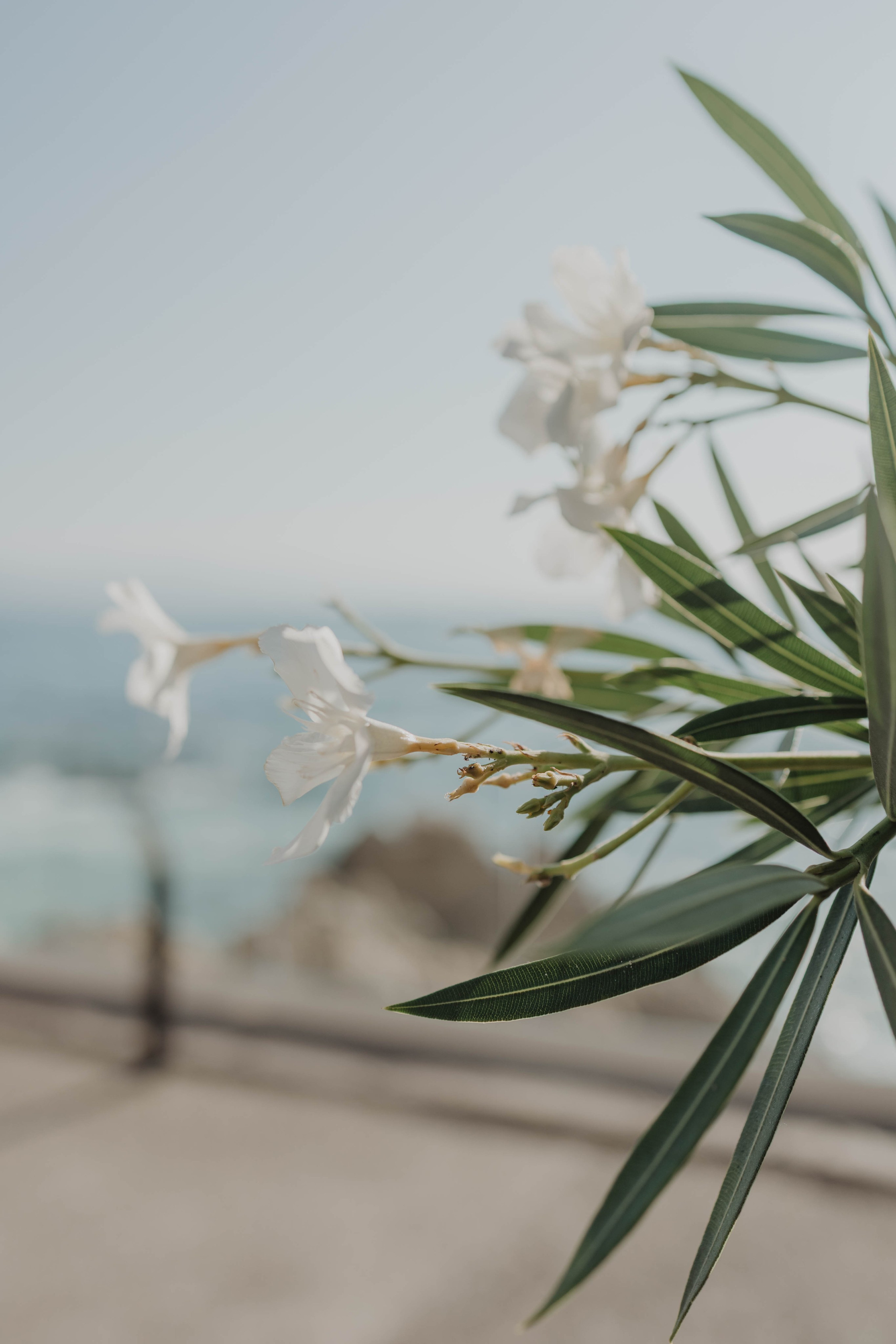 Casa Karma Wedding Photographer Puerto Vallarta 🤍. Fotógrafo de Bodas en Puerto Vallarta y Riviera Nayarit | VL photo & film
