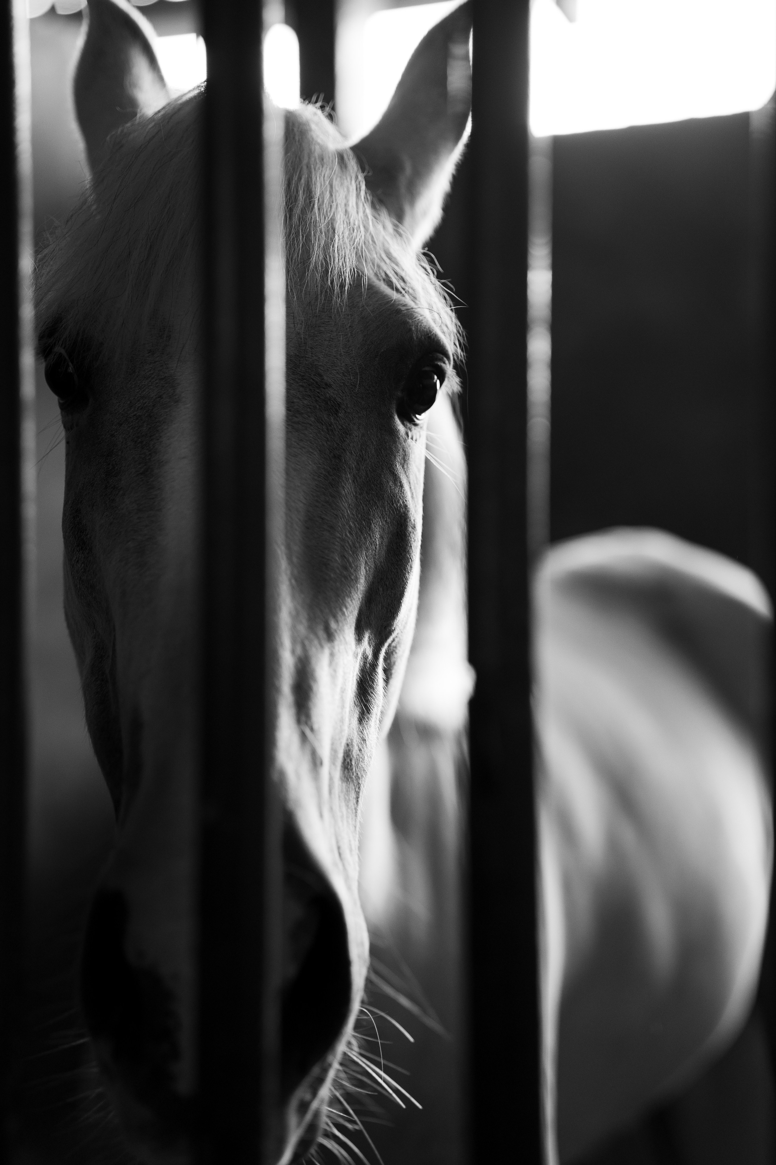 Um pré-casamento no campo em Minas Gerais com cavalo, paisagem natural e retratos com estética clássica. Fotografia para casais que desejam um ensaio sofisticado, emotivo e com linguagem editorial.