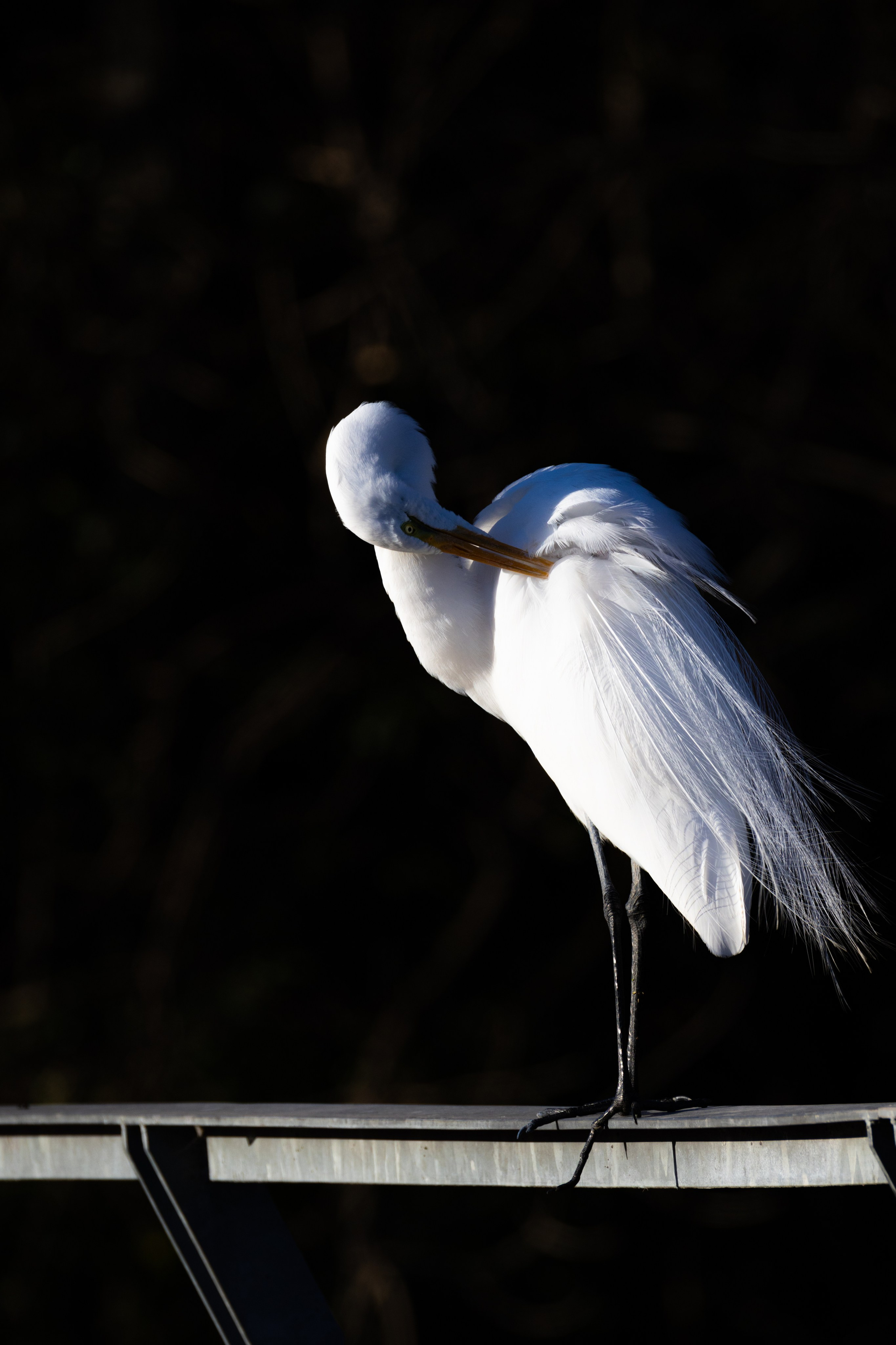 WildLife. Фотограф в Буэнос-Айресе
