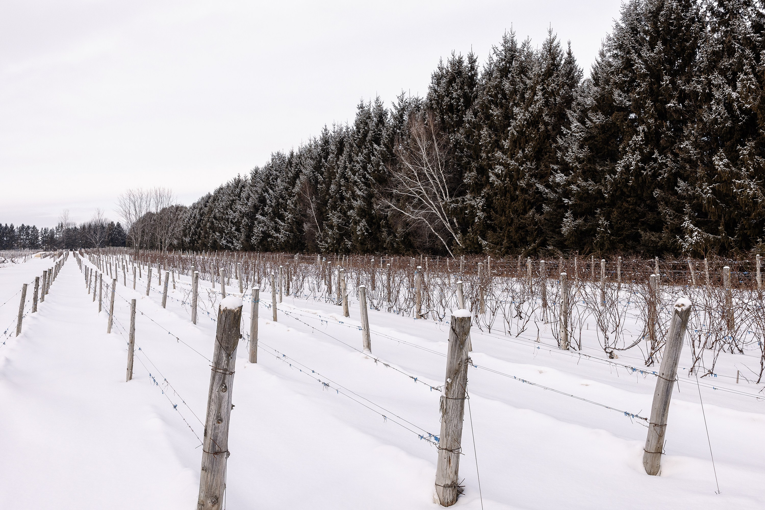 Vignoble et Domaine Beauchemin / Edition January 2025. Je suis photographe portraitiste et je réalise des portraits à toutes les étapes de votre vie! Bienvenue dans mon studio à Westmount, Qc