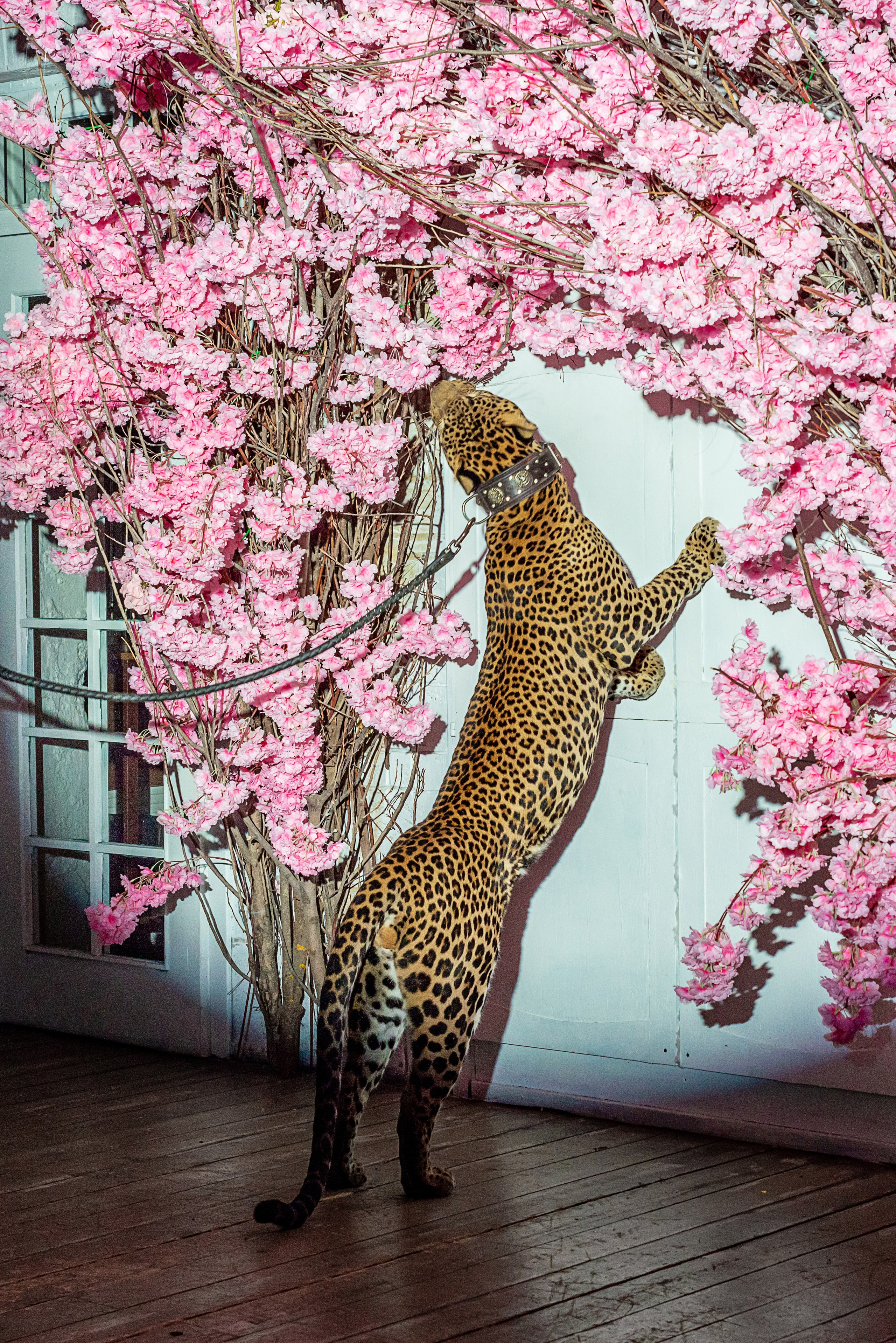 Photosession in the studio with a leopard. PHOTOGRAPHER QUINTANA ROO