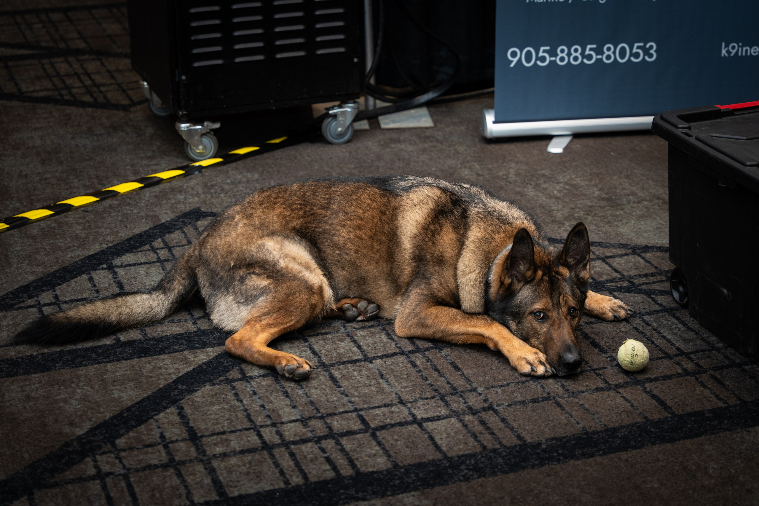 Police service dog resting on floor, Blueline Expo Toronto