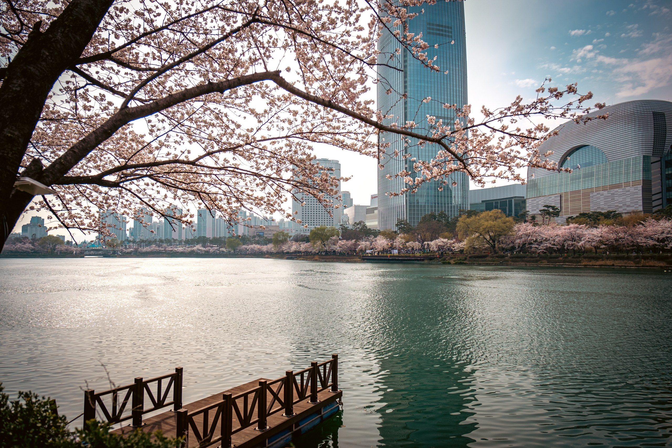 Seoul: cherry blossom. Фотограф в Сеуле, Южная Корея Наталья Доброквашина