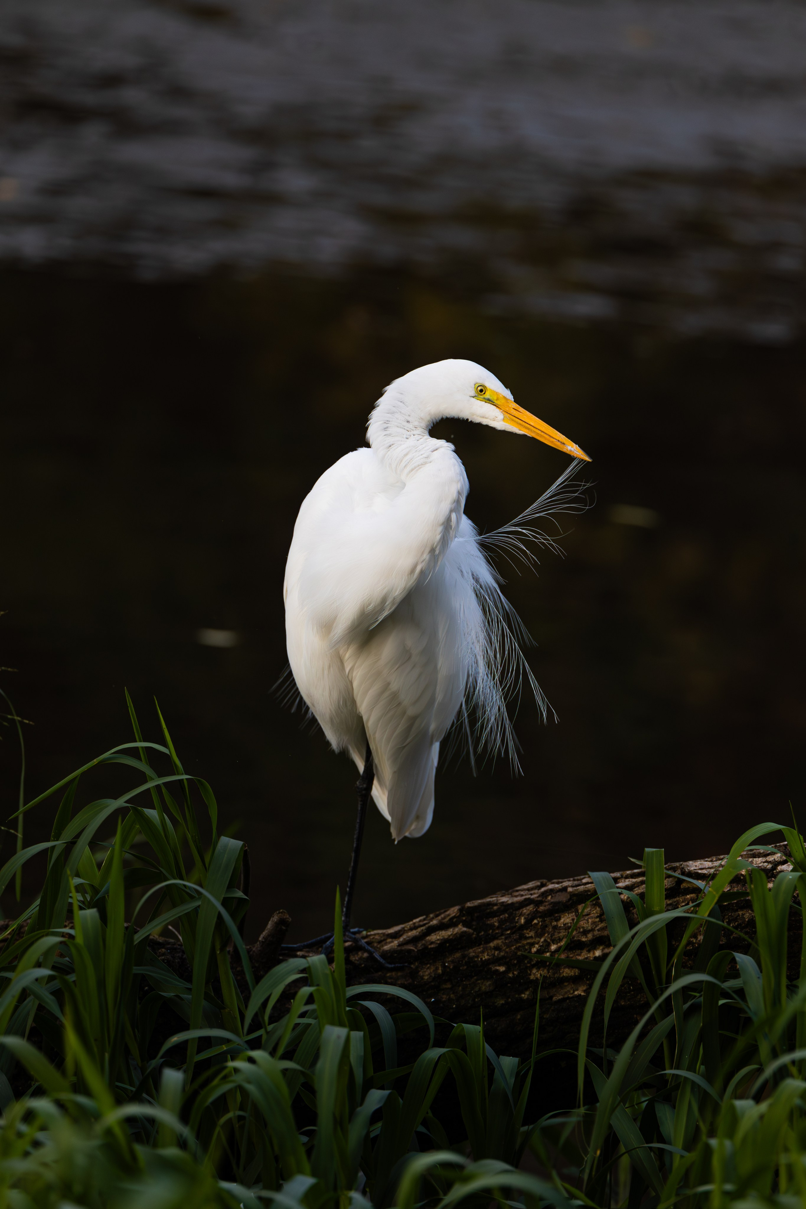 WildLife. Фотограф в Буэнос-Айресе