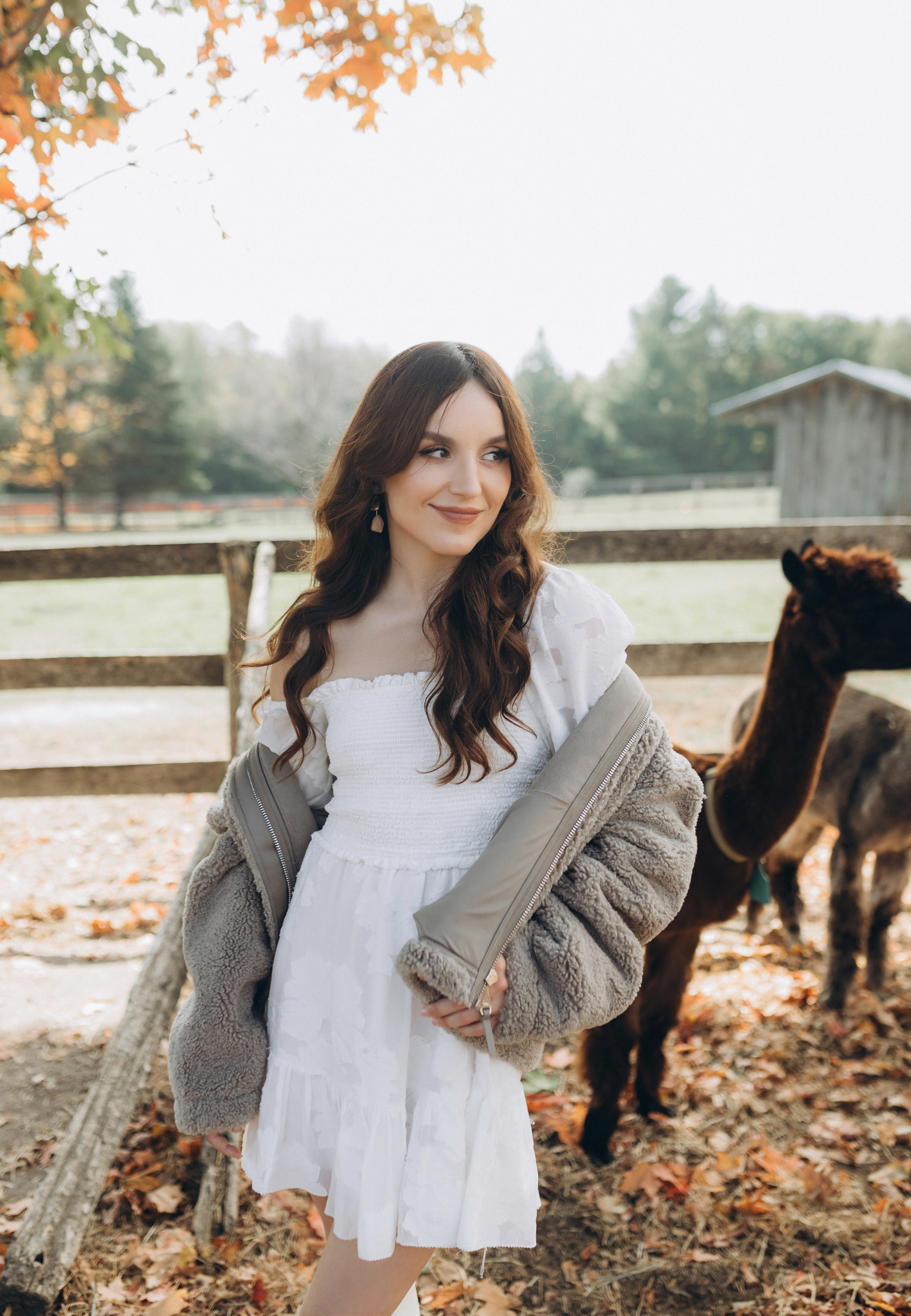 Alpacas Farm. Chernenko.photography
