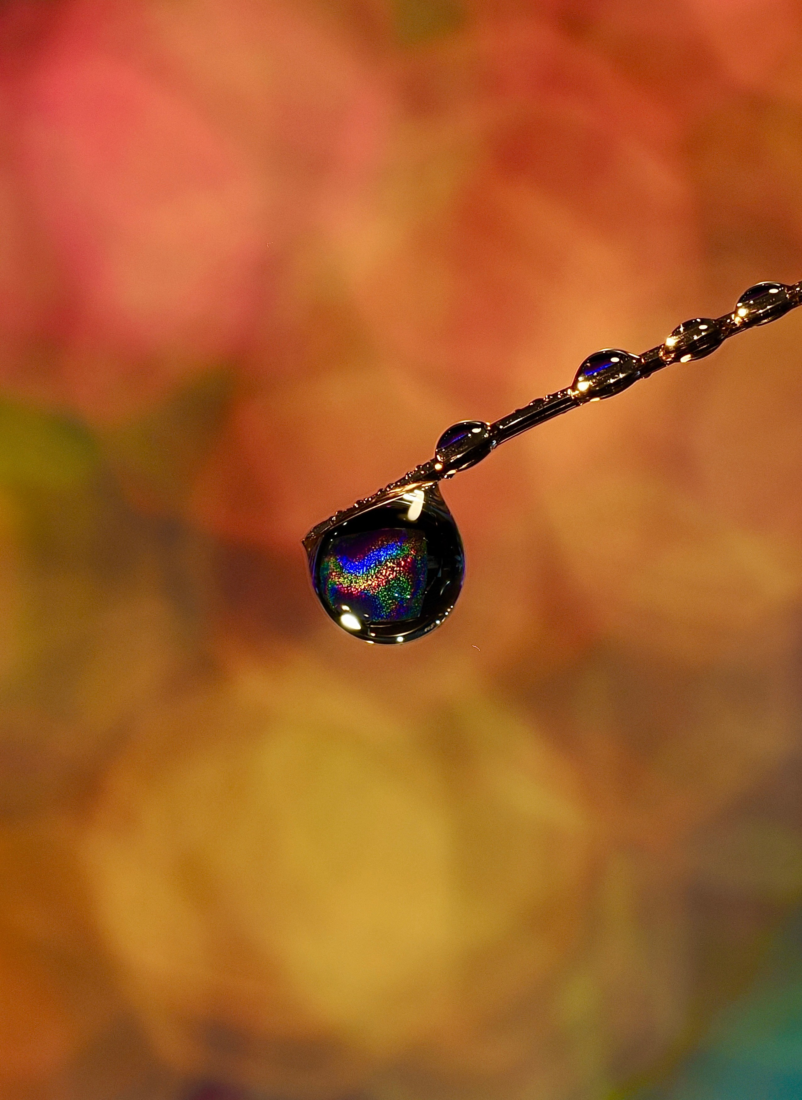 Portfolio. Bev bingham macro photographic artist