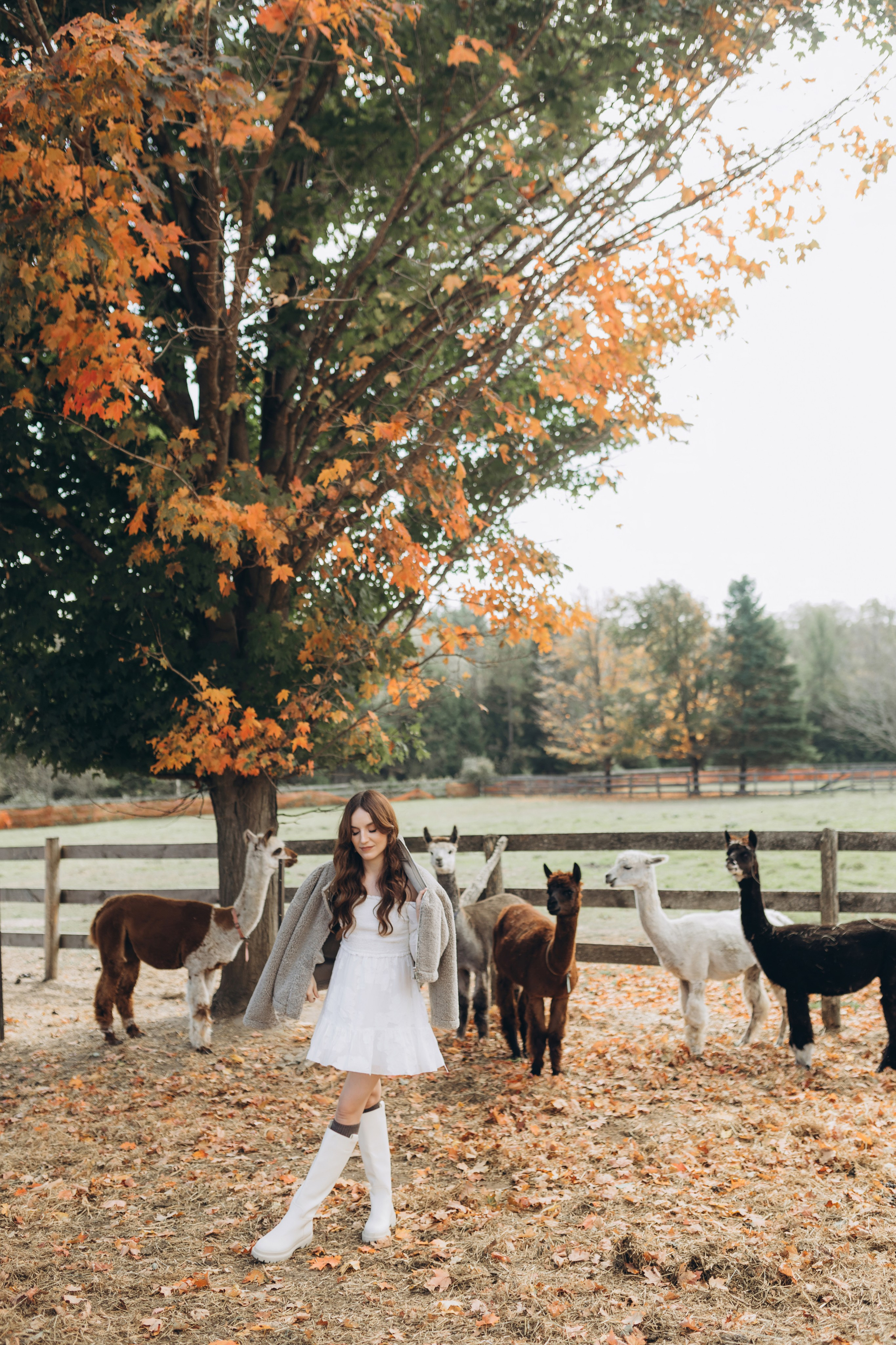 Alpacas Farm. Chernenko.photography