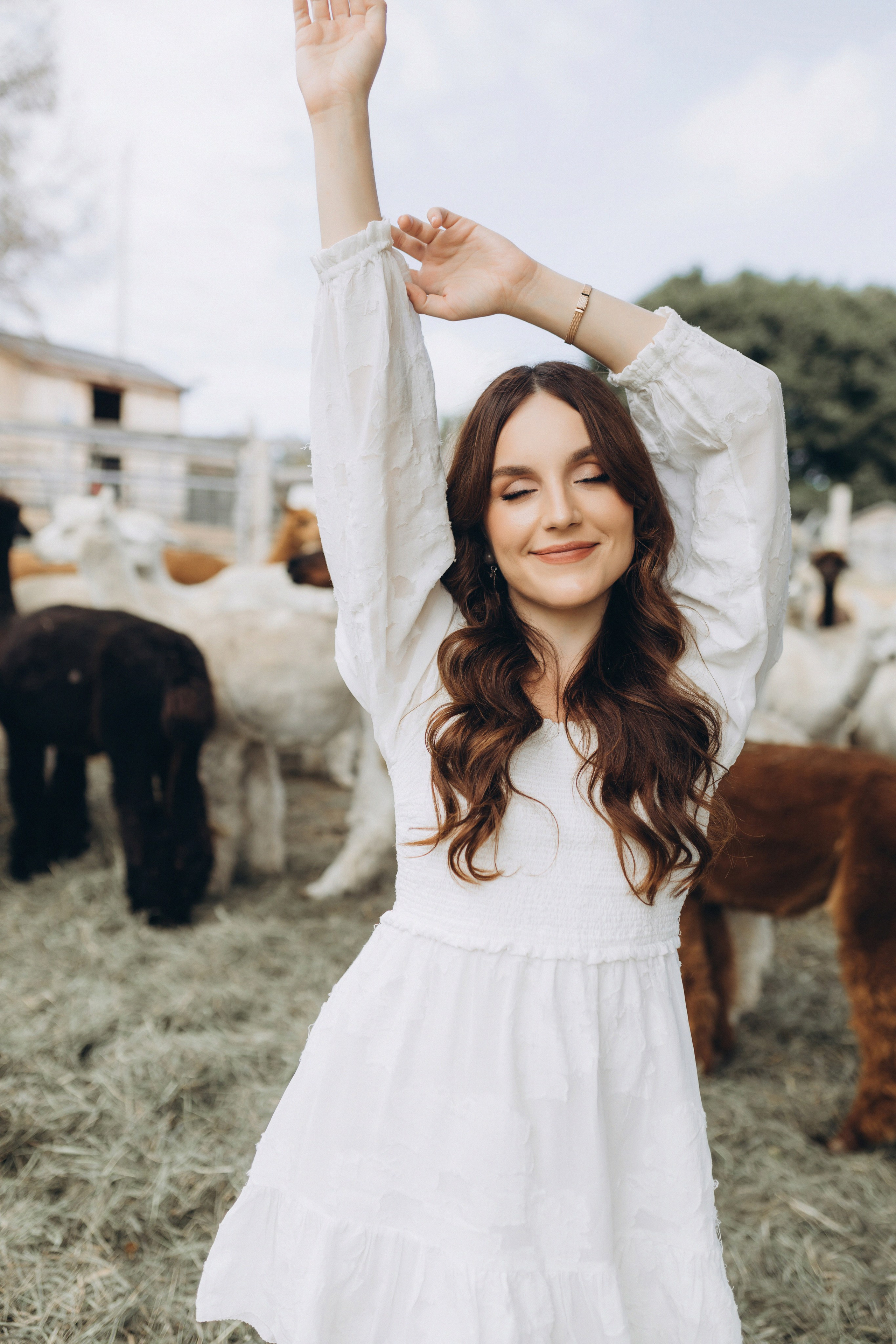 Alpacas Farm. Chernenko.photography
