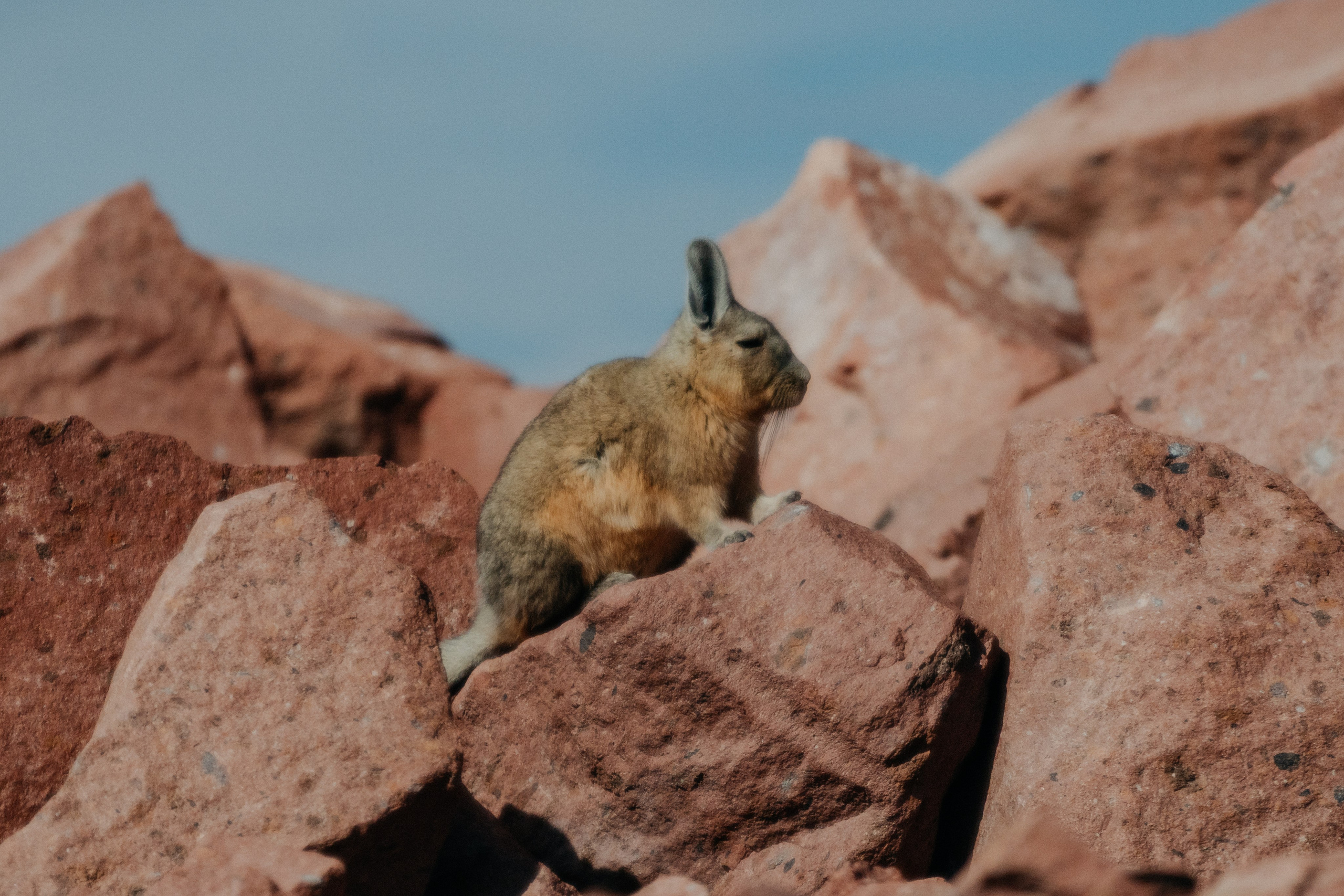 Cobertura de passeio — Piedras Rojas. Fotógrafo em San Pedro de Atacama