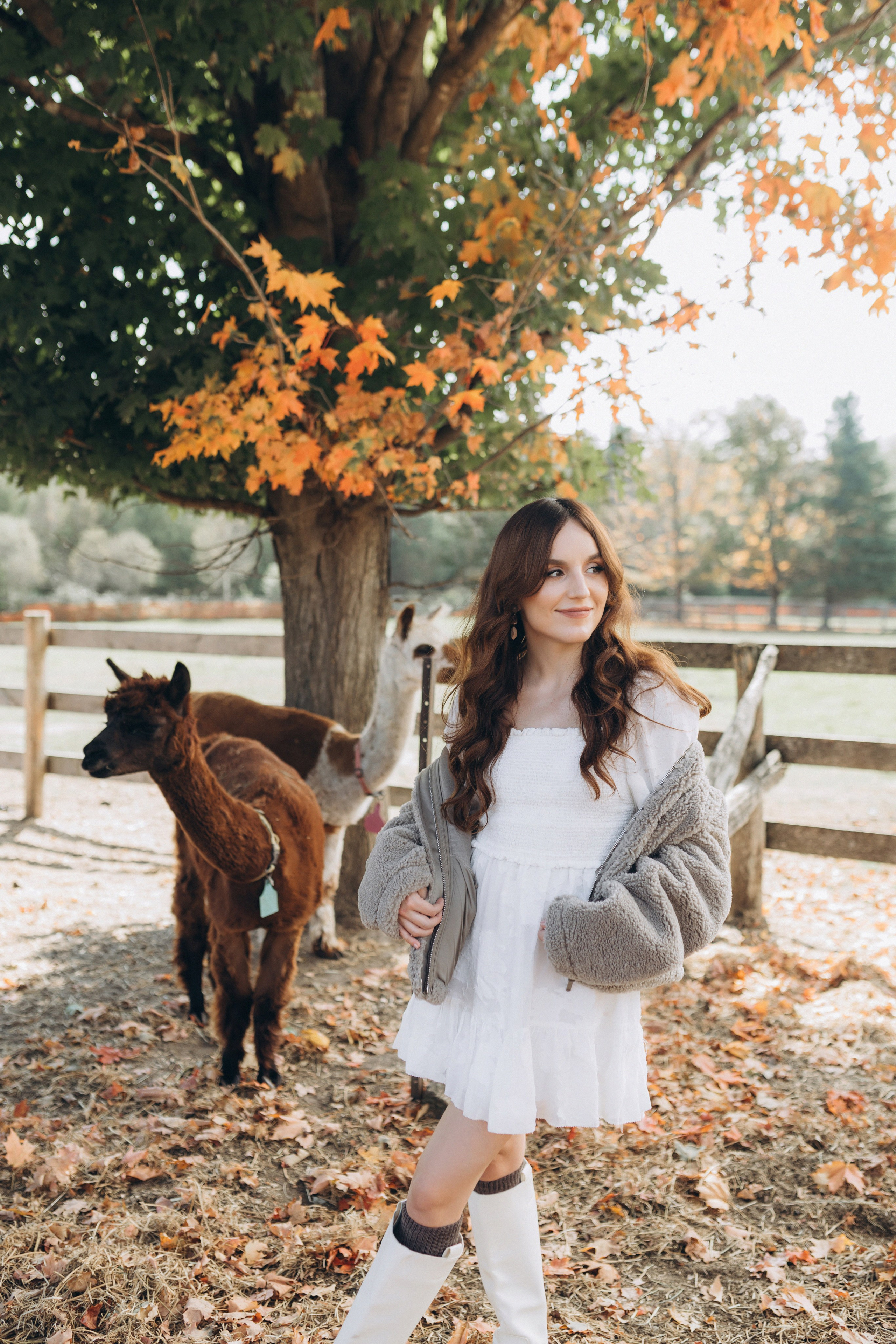 Alpacas Farm. Chernenko.photography