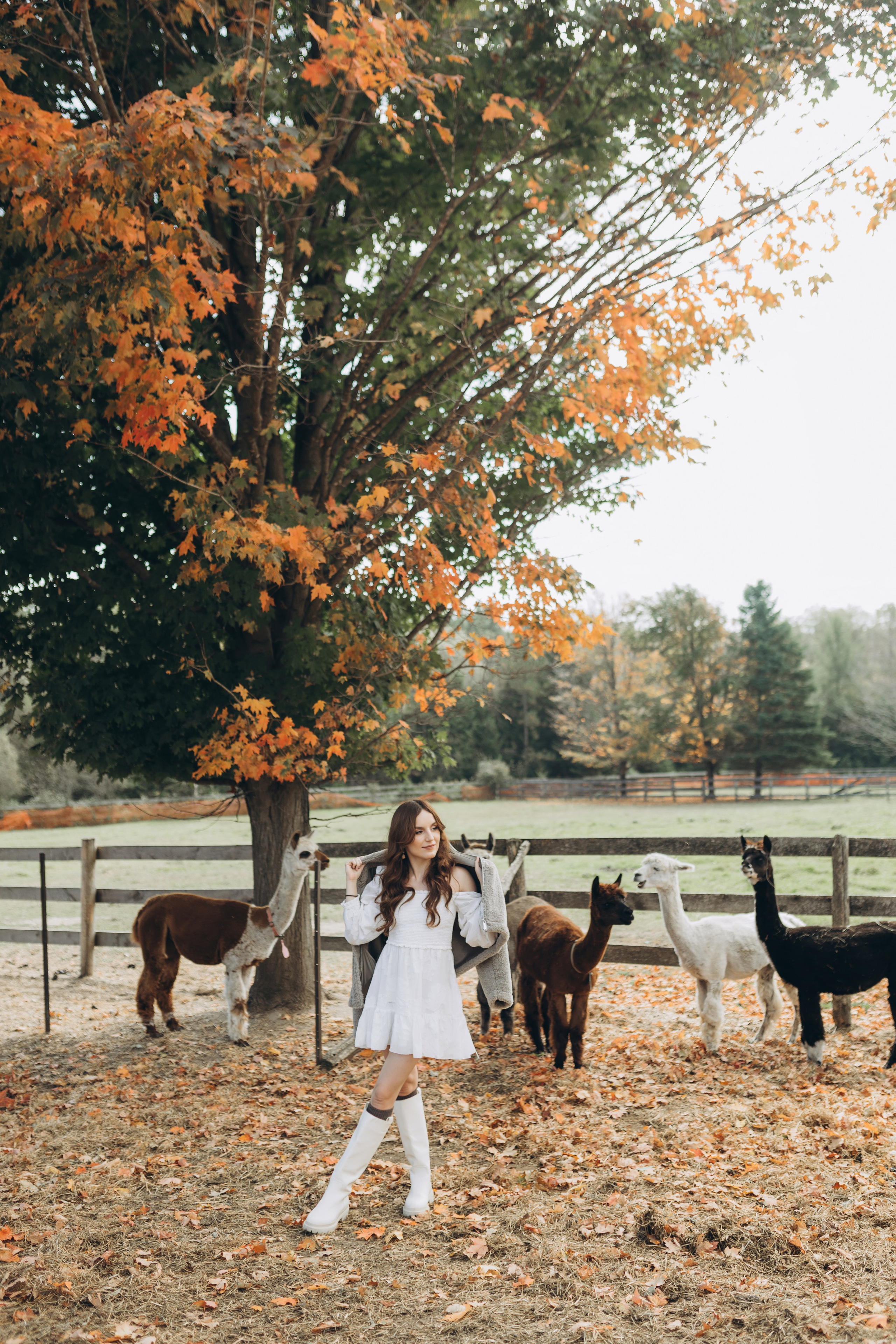 Alpacas Farm. Chernenko.photography