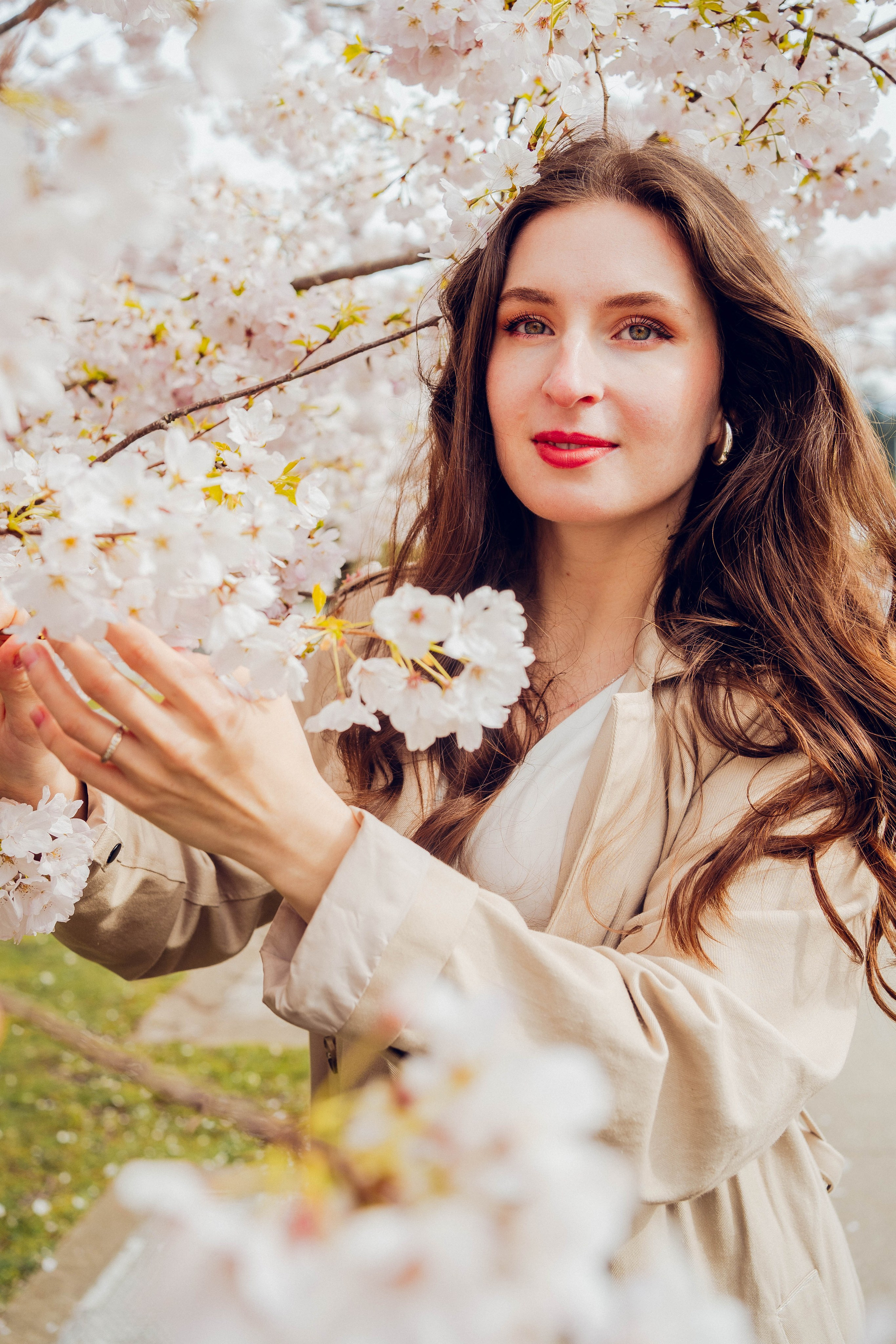 Cherry blossom. Photographer Lana