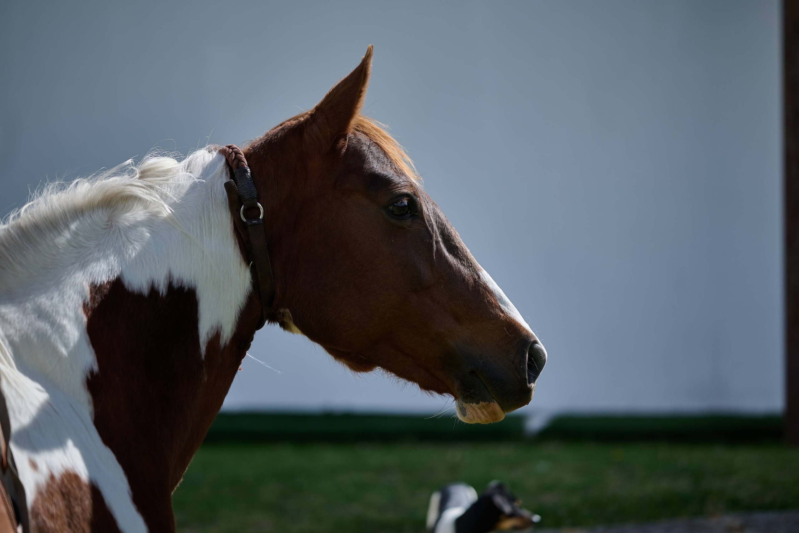 Fotos con caballos para Quiceaños. Wedding Photography & Videography by ZZ Hendrick | Capturing Your Love Story in Colombia & USA