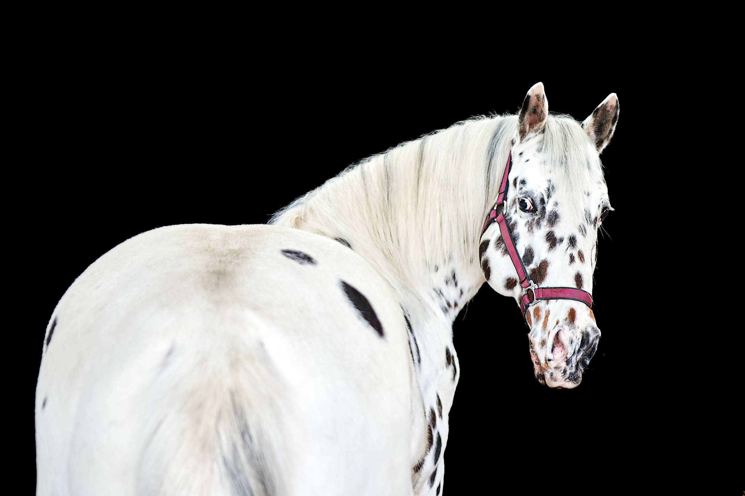 Fotos con caballos para Quiceaños. Wedding Photography & Videography by ZZ Hendrick | Capturing Your Love Story in Colombia & USA