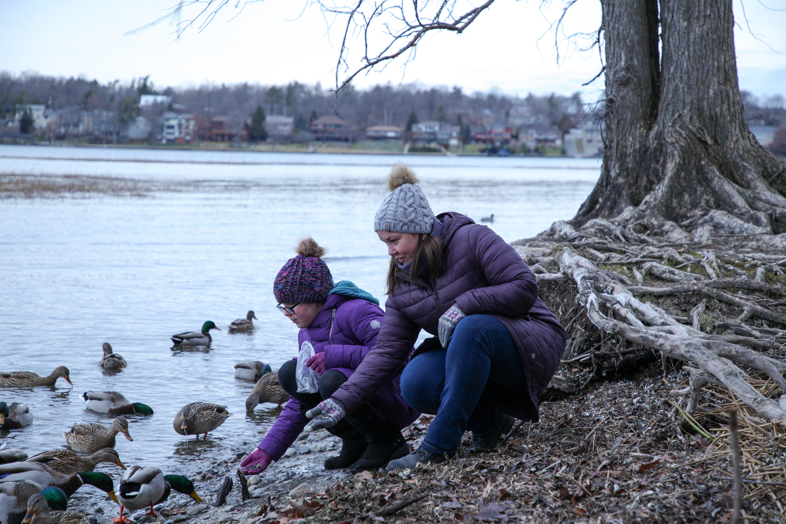 Family feeding ducks at twilight, lifestyle sunset session at Lemoine Point, Kingston.