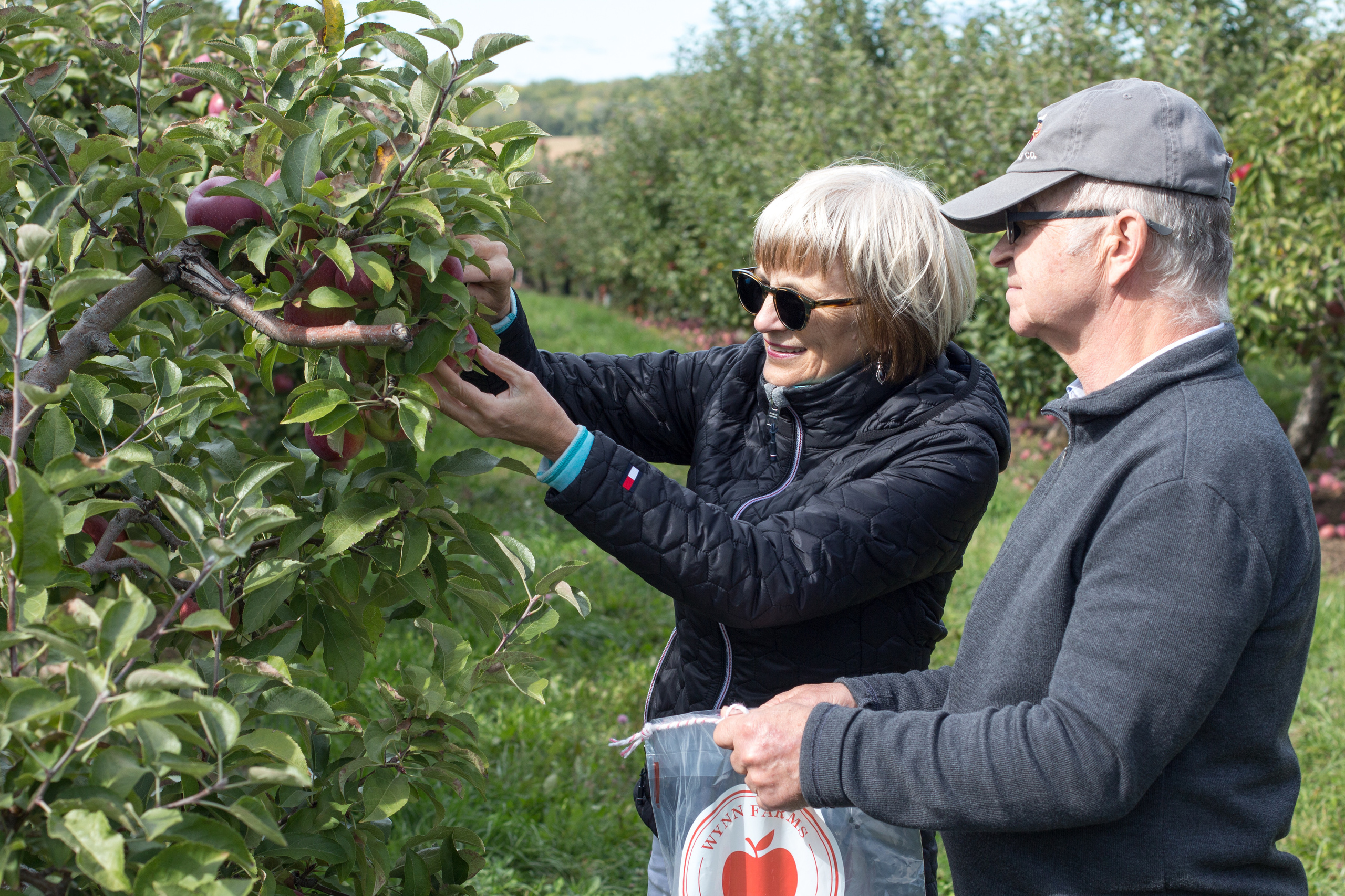 Autumn seasonal lifestyle session picking apples at Wynn Farms Apple Orchard.